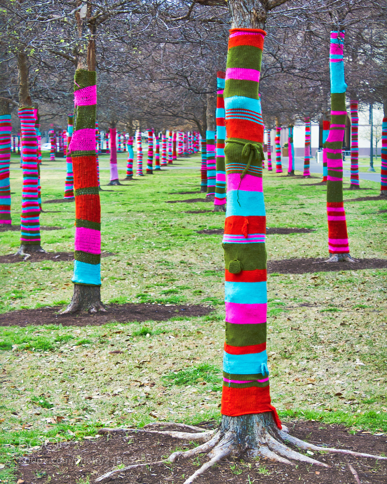 Canon EOS 550D (EOS Rebel T2i / EOS Kiss X4) sample photo. Trees in sweaters photography