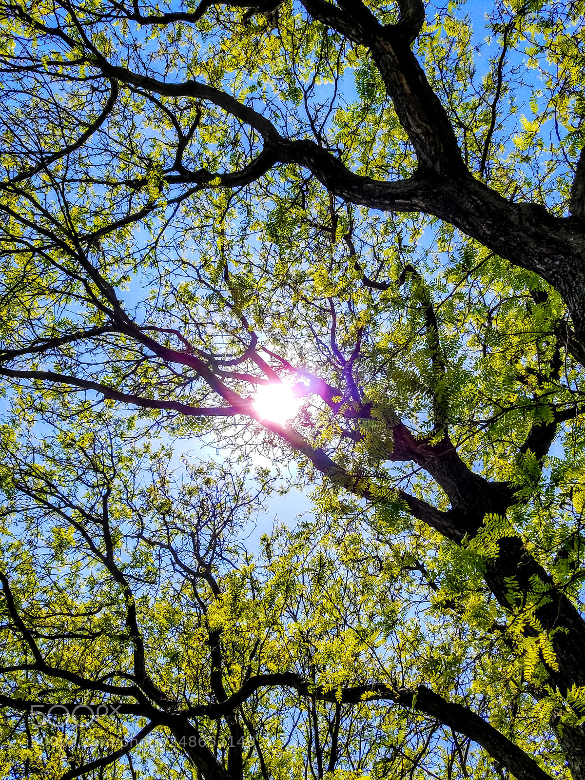 Samsung Galaxy S7 Edge sample photo. Branches photography