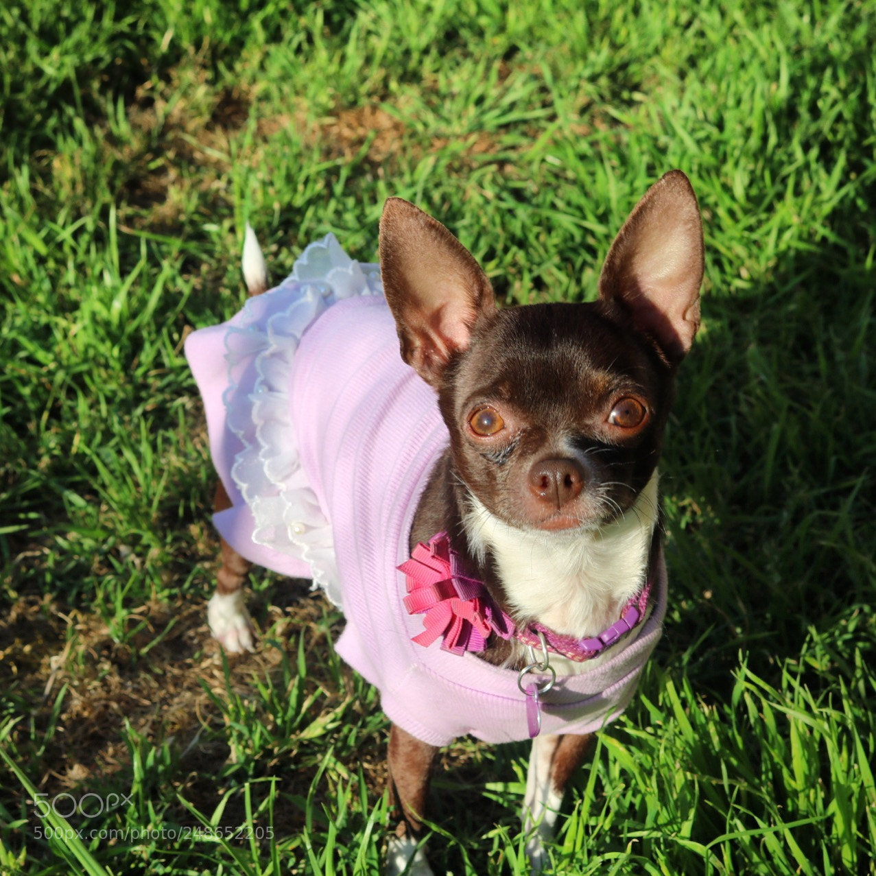 Canon EOS 750D (EOS Rebel T6i / EOS Kiss X8i) sample photo. Sandi photography