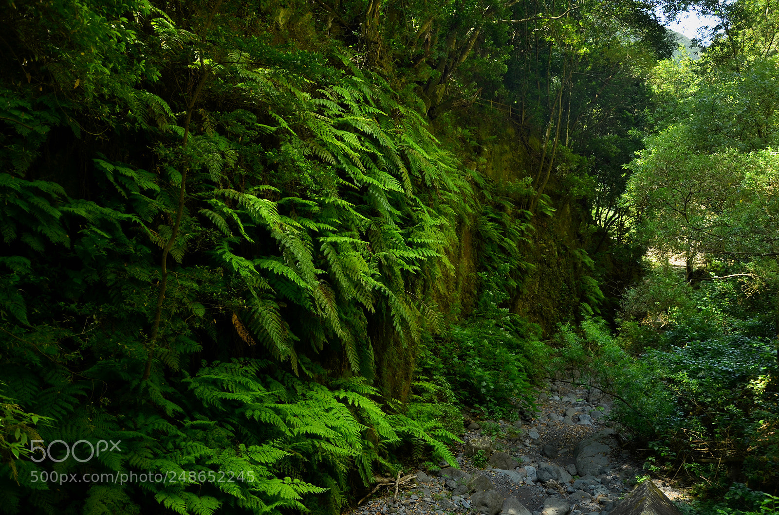 Nikon D5100 sample photo. Greenwall photography
