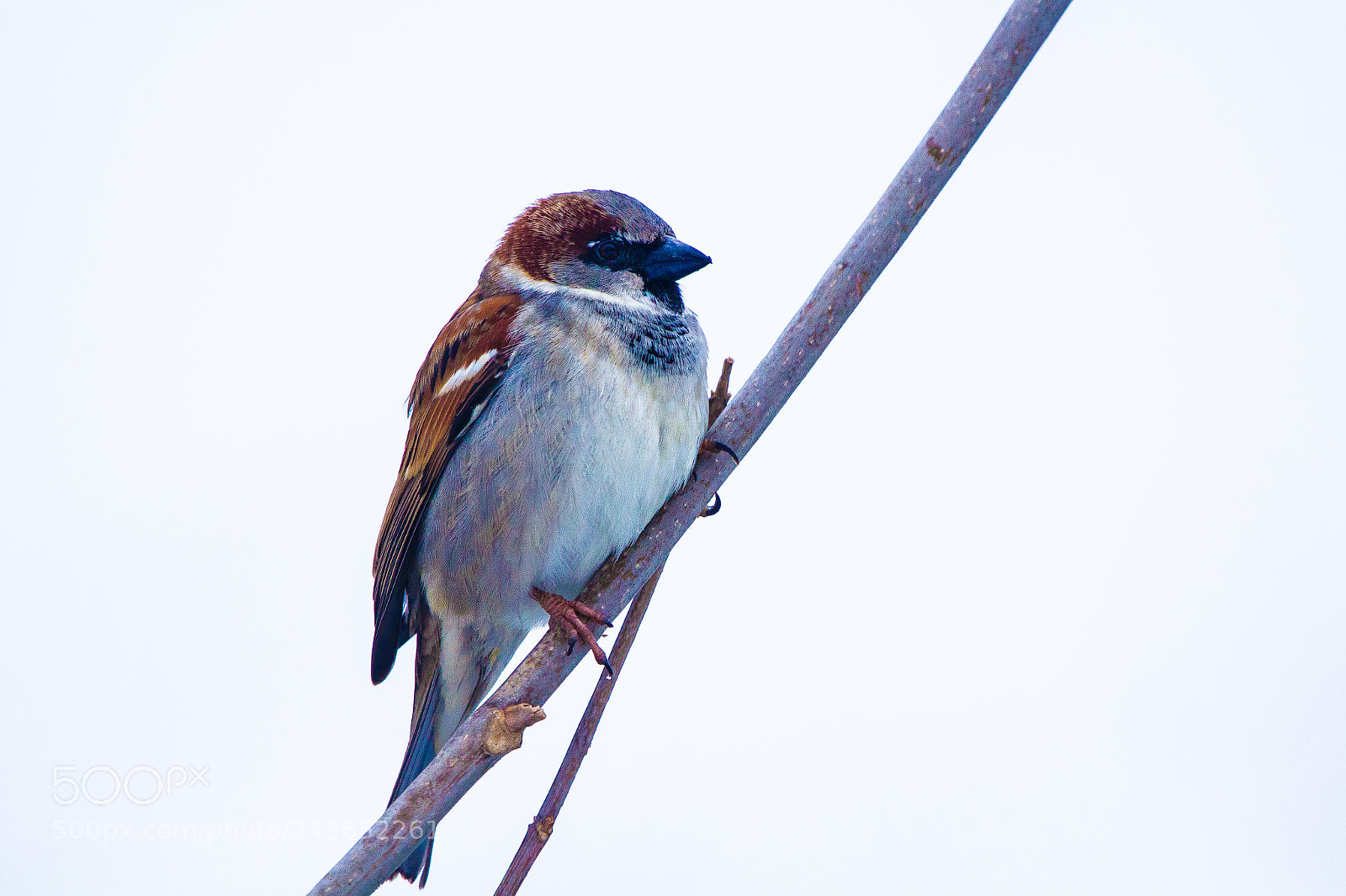 Canon EOS 600D (Rebel EOS T3i / EOS Kiss X5) sample photo. Sparrow photography