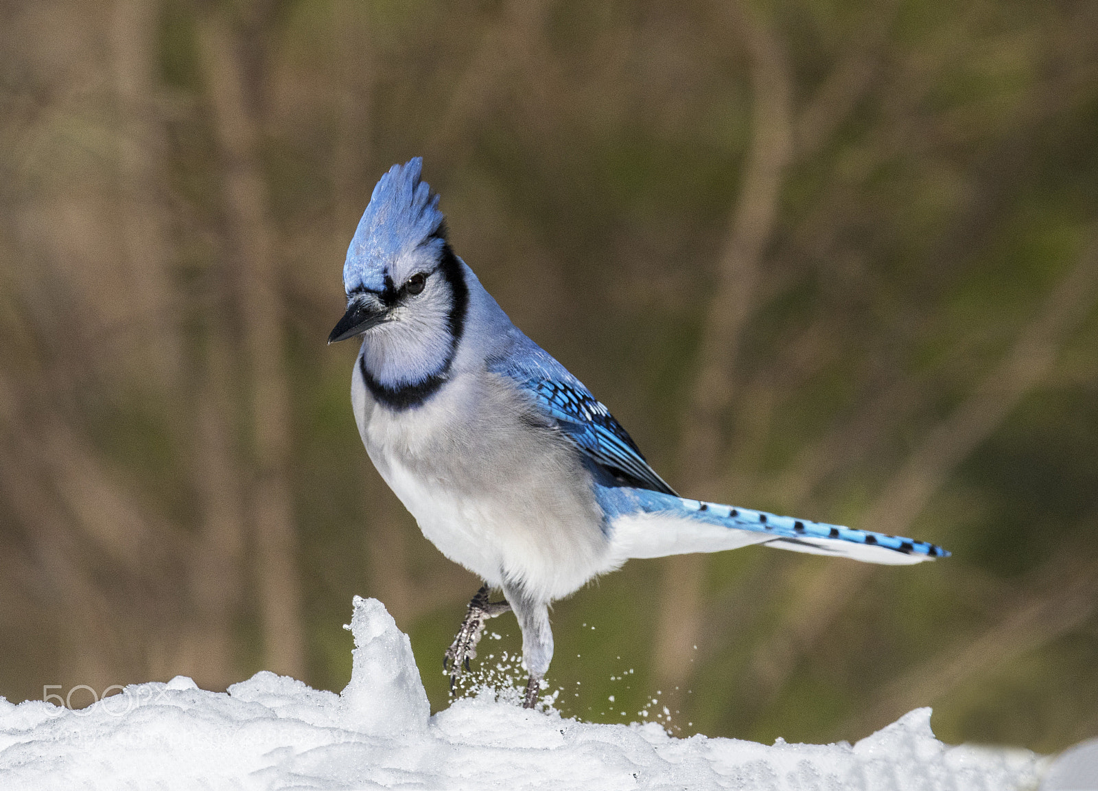 Nikon D500 sample photo. Blue jay photography