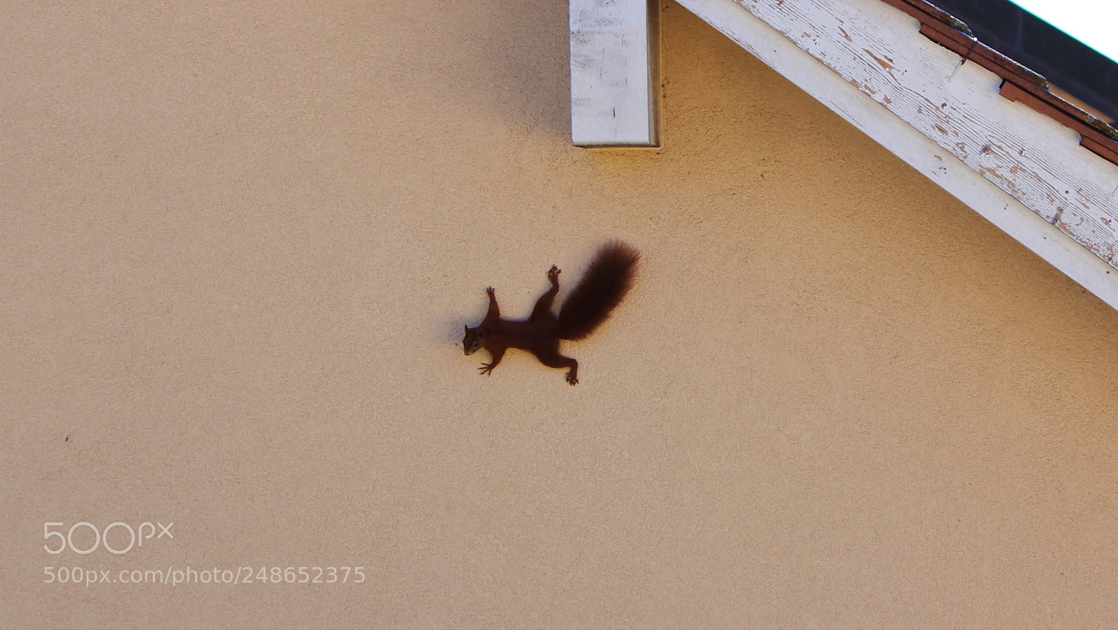 Canon EOS 60D sample photo. Brown  neighbour photography