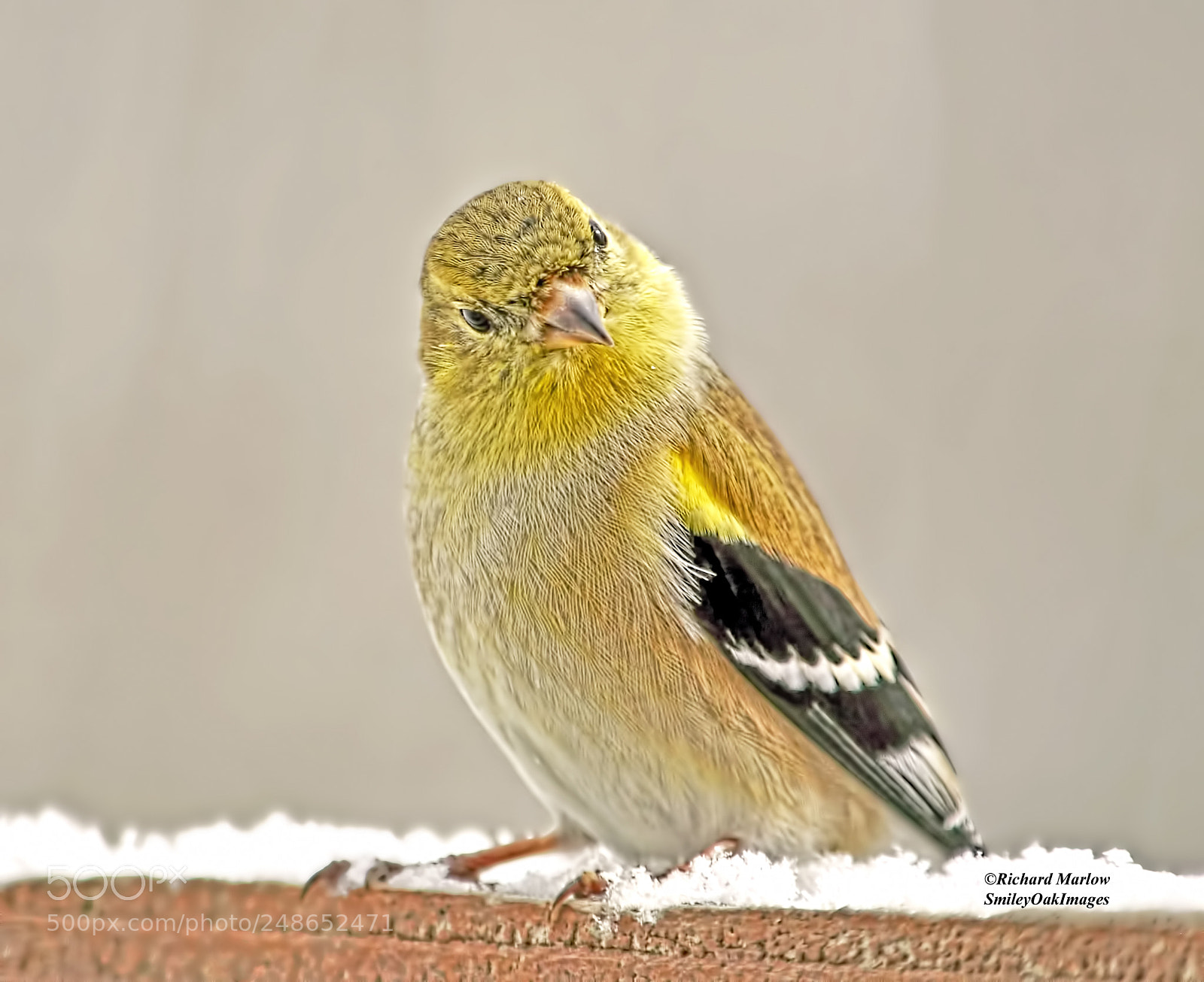 Nikon D5000 sample photo. Finch in snow photography