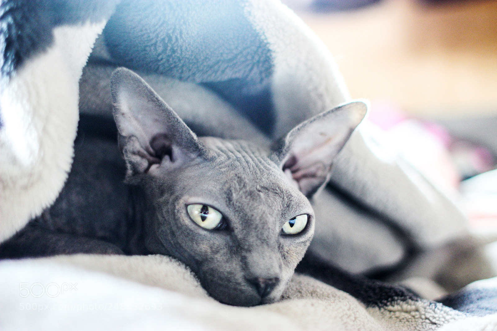 Canon EOS 600D (Rebel EOS T3i / EOS Kiss X5) sample photo. Cat sphinx photography