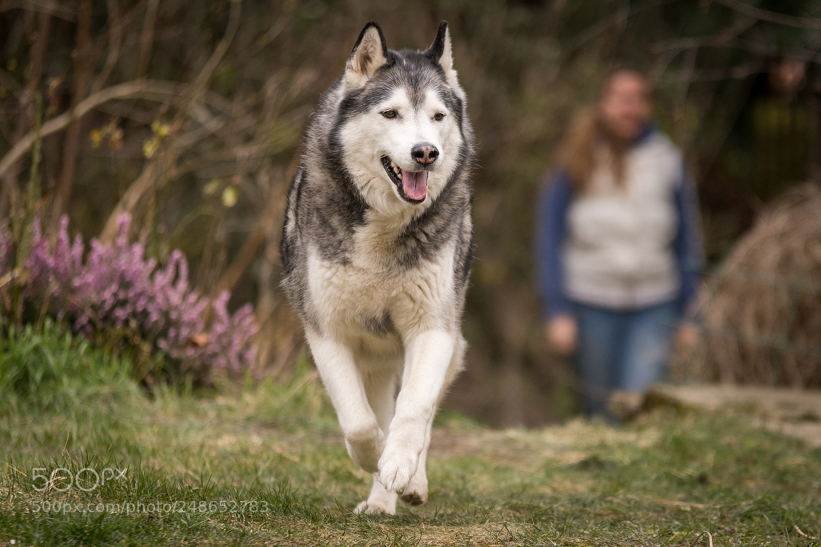 Nikon D7200 sample photo. Our old boy photography