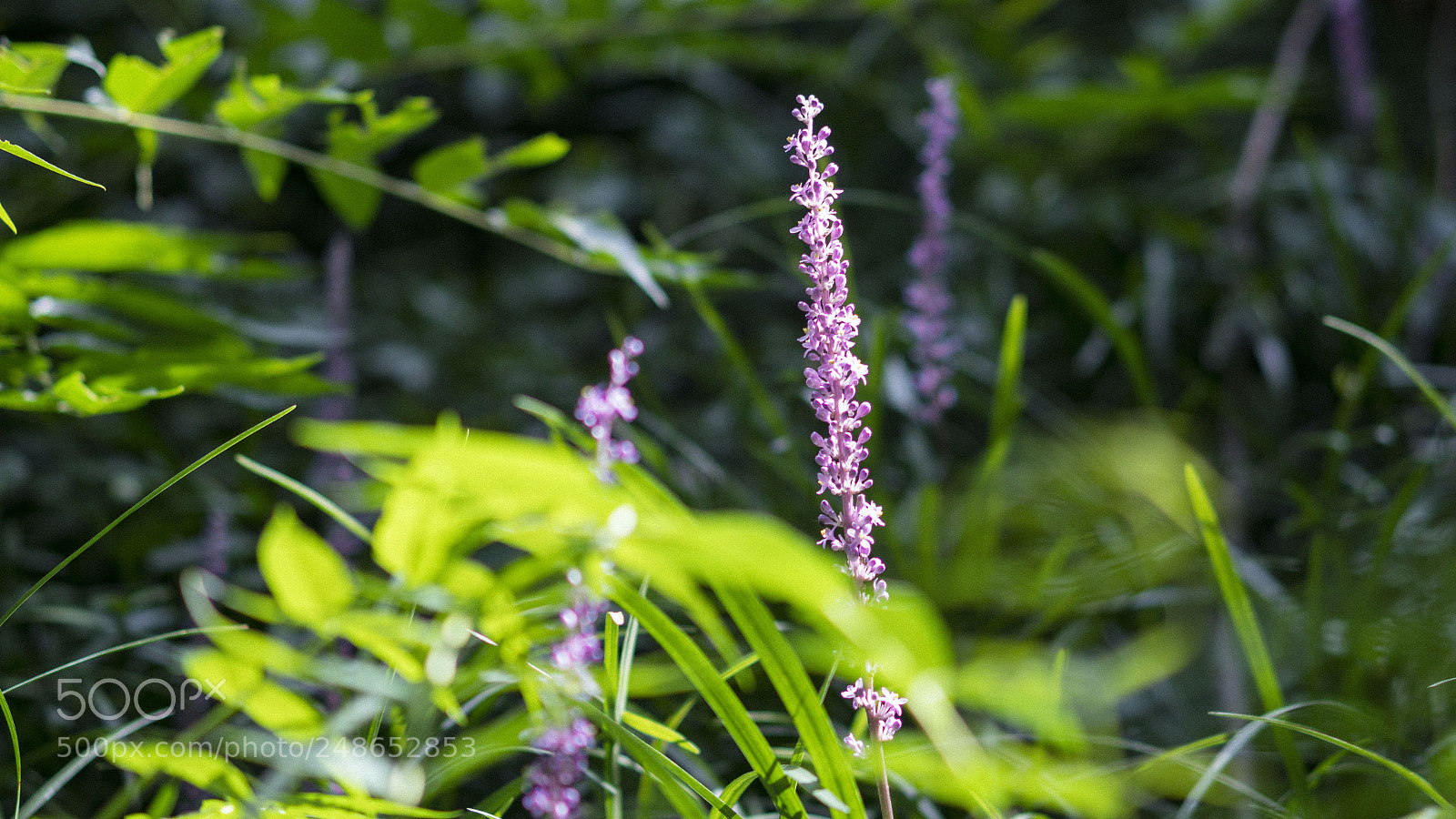 Sony a6300 sample photo. Untitled photography