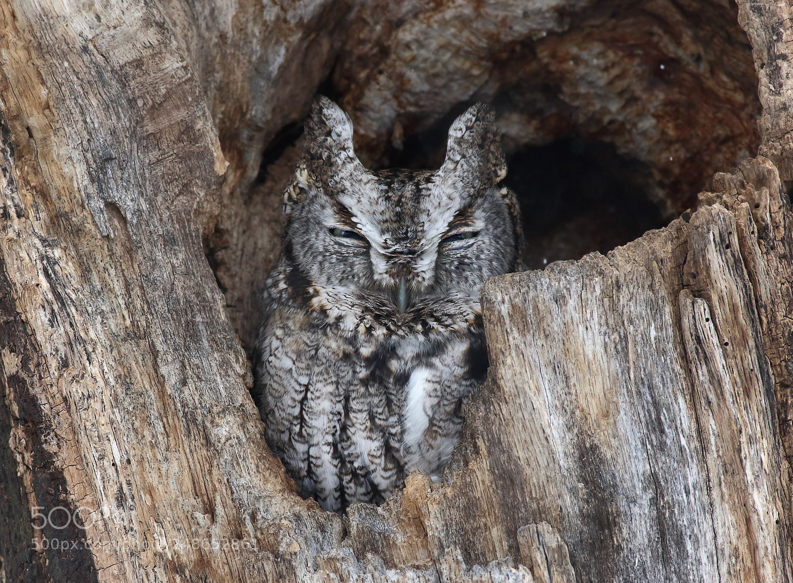 Canon EOS 7D Mark II sample photo. Eastern screech owl photography