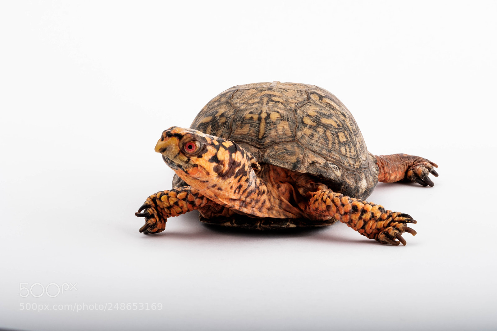 Fujifilm X-H1 sample photo. Eastern box turtle photography