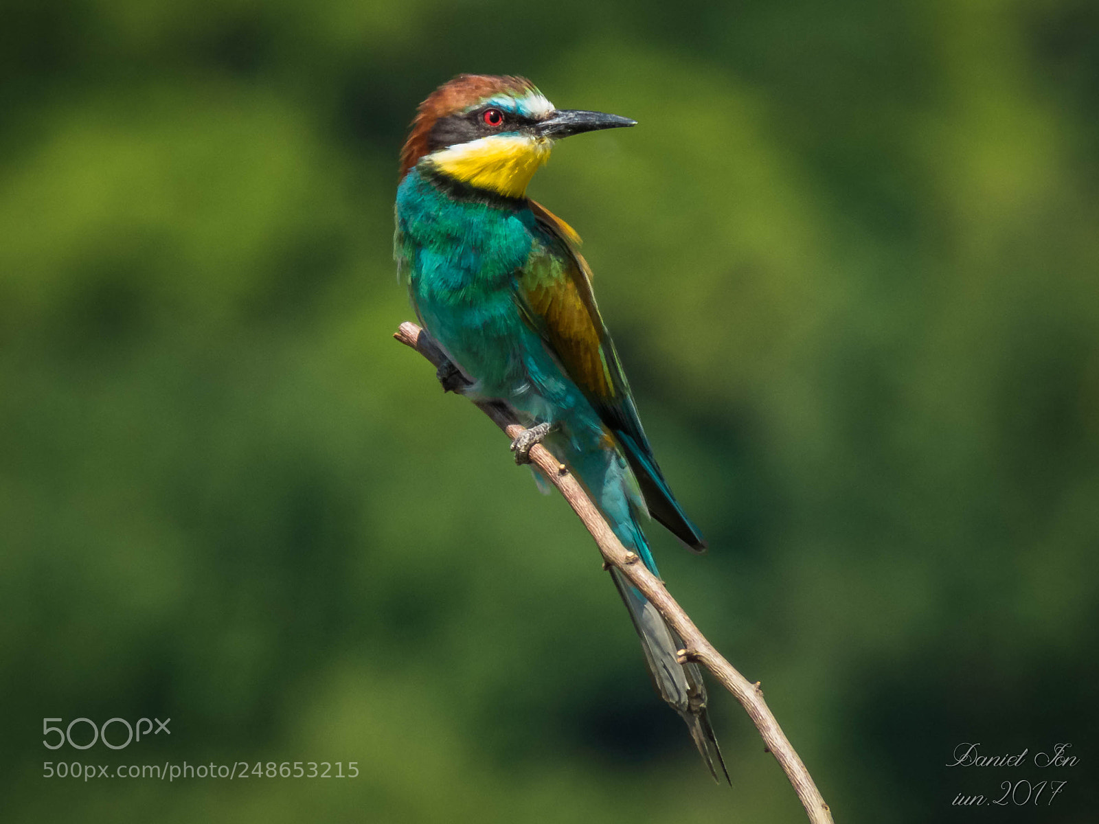 Canon PowerShot SX60 HS sample photo. Prigoria merops apiaster ordinul photography