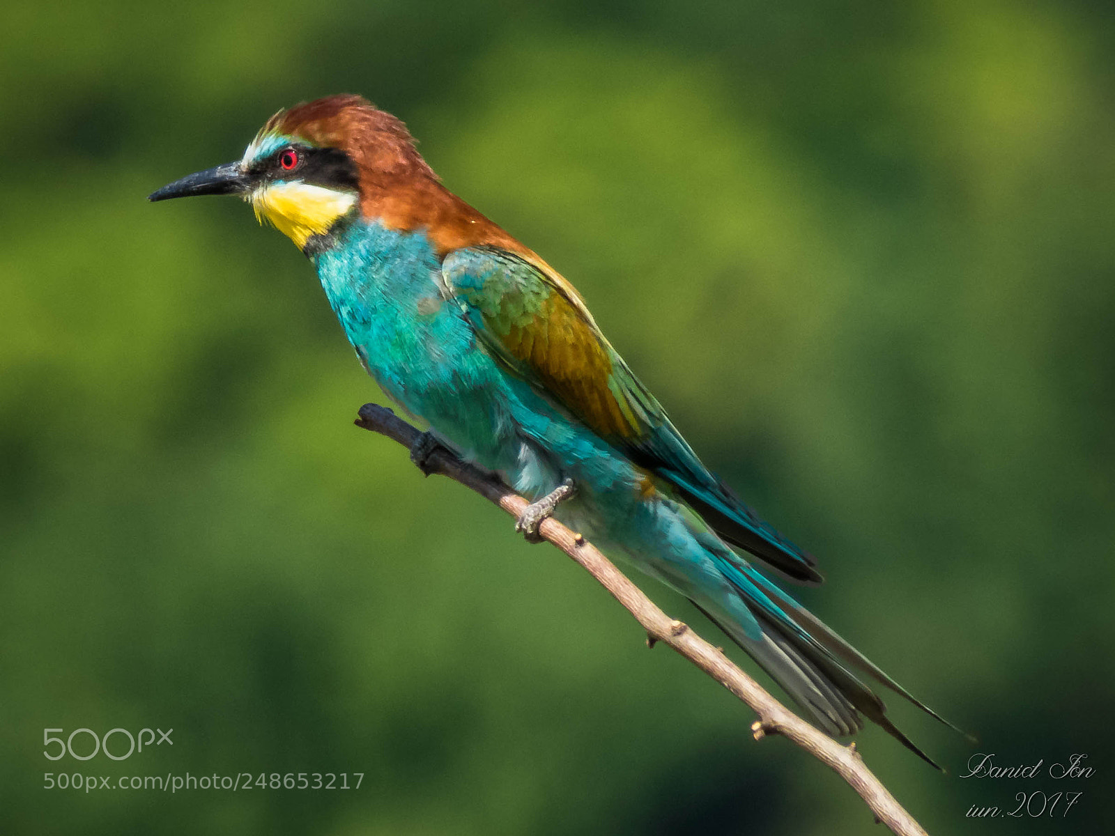 Canon PowerShot SX60 HS sample photo. Prigoria merops apiaster ordinul photography