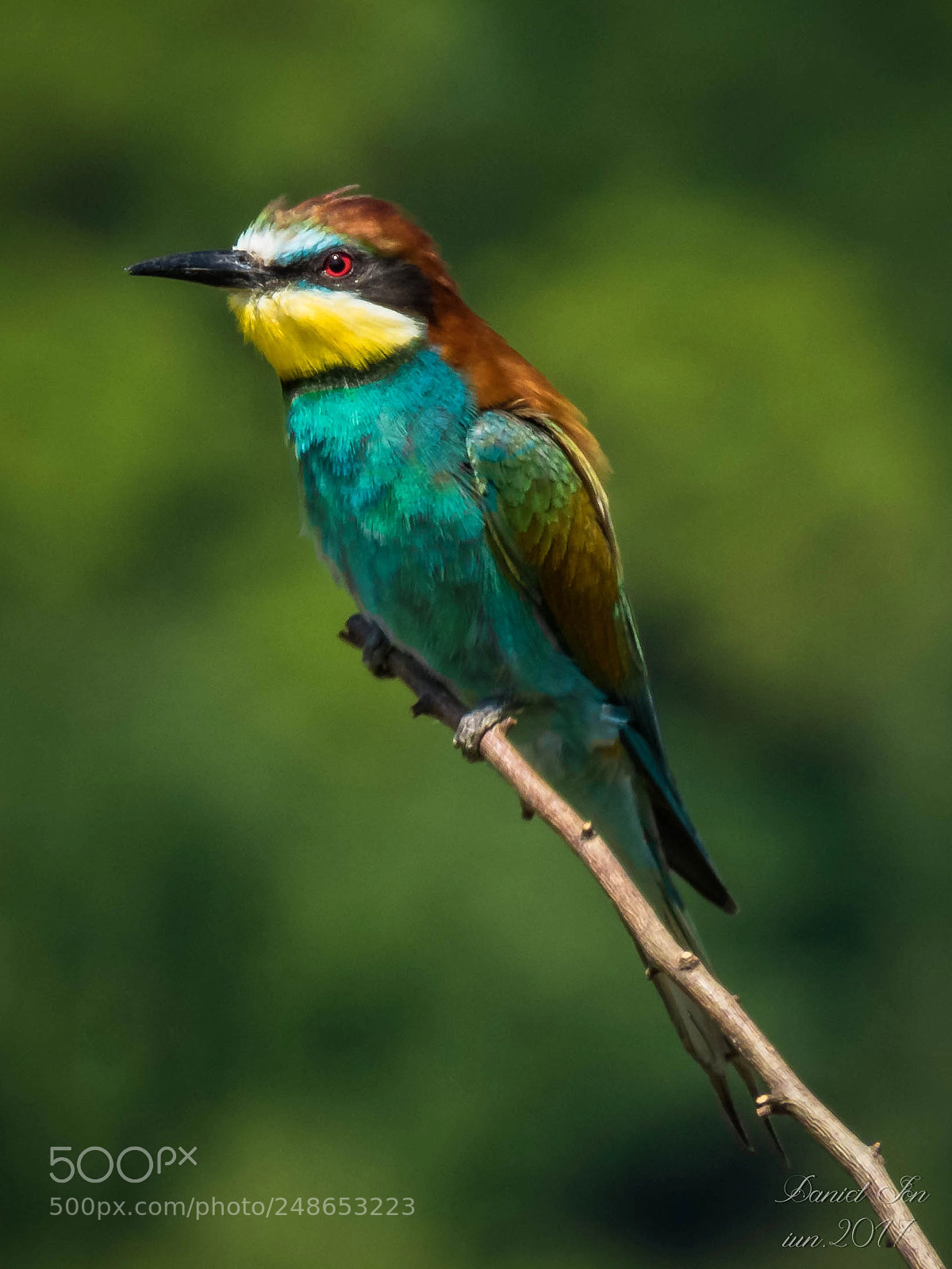 Canon PowerShot SX60 HS sample photo. Prigoria merops apiaster ordinul photography