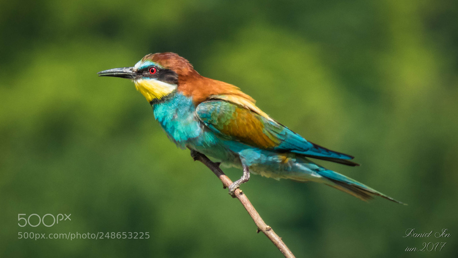 Canon PowerShot SX60 HS sample photo. Prigoria merops apiaster ordinul photography