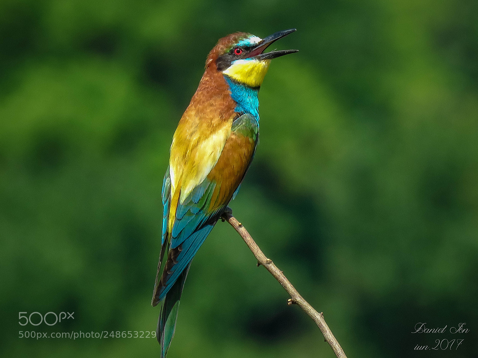 Canon PowerShot SX60 HS sample photo. Prigoria merops apiaster ordinul photography