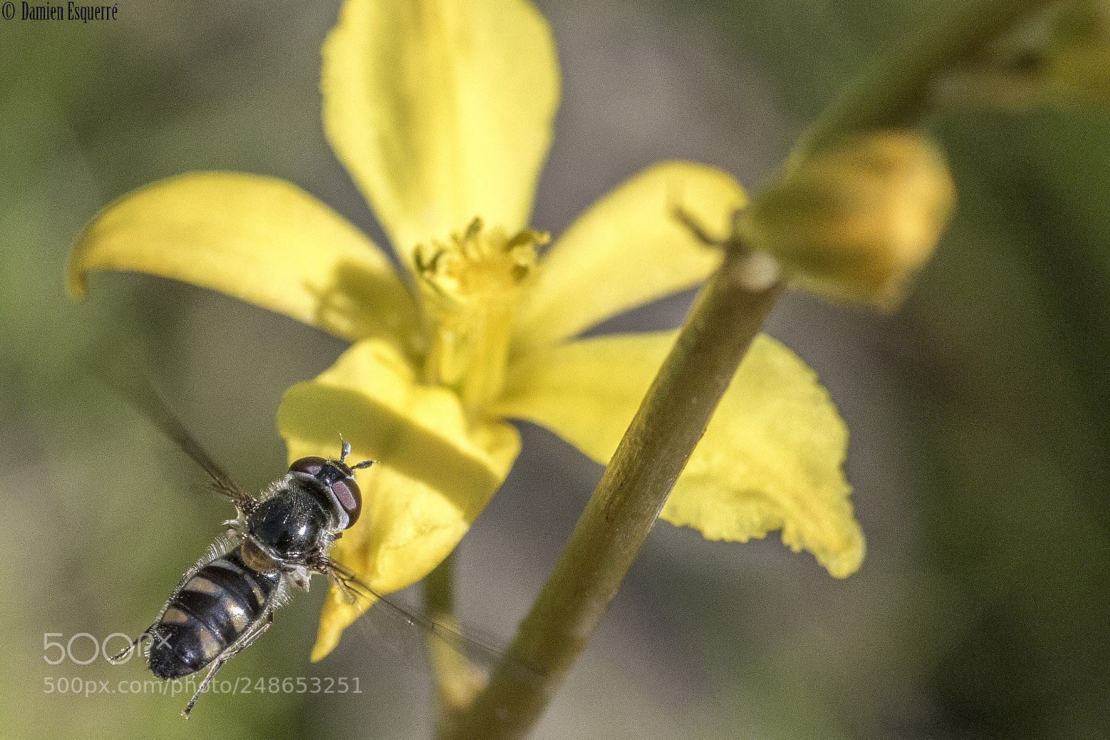 Canon EOS 7D Mark II sample photo. Hoverfly photography