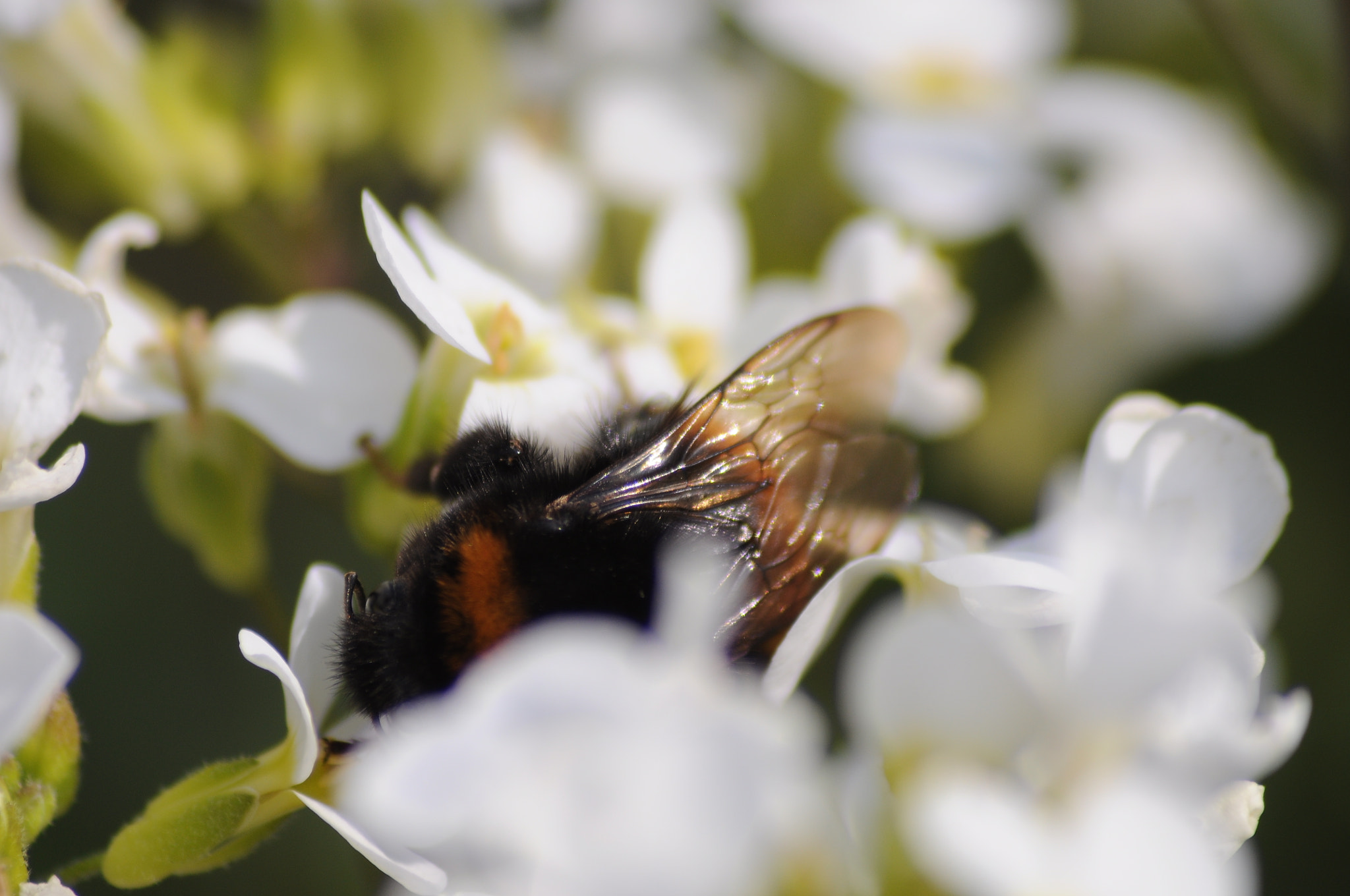 Sigma 70-300mm F4-5.6 APO DG Macro sample photo