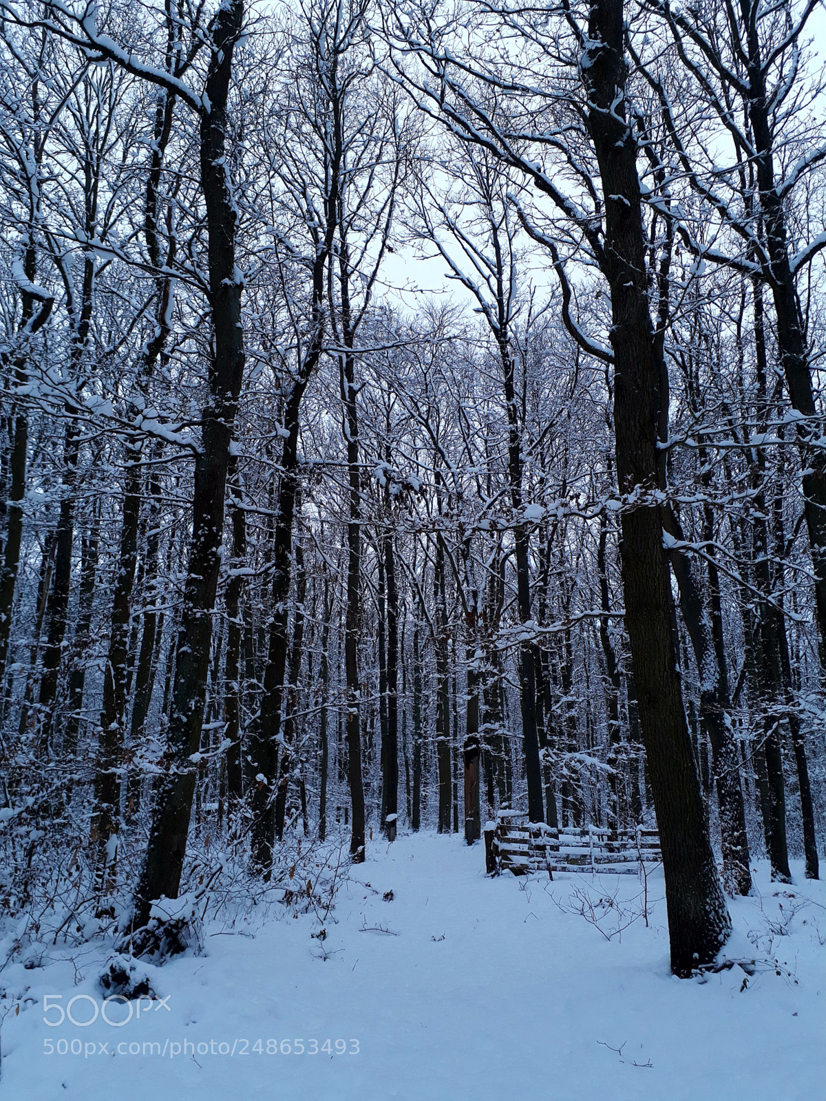 Samsung Galaxy A3(2017) sample photo. Quand tombe la neige photography