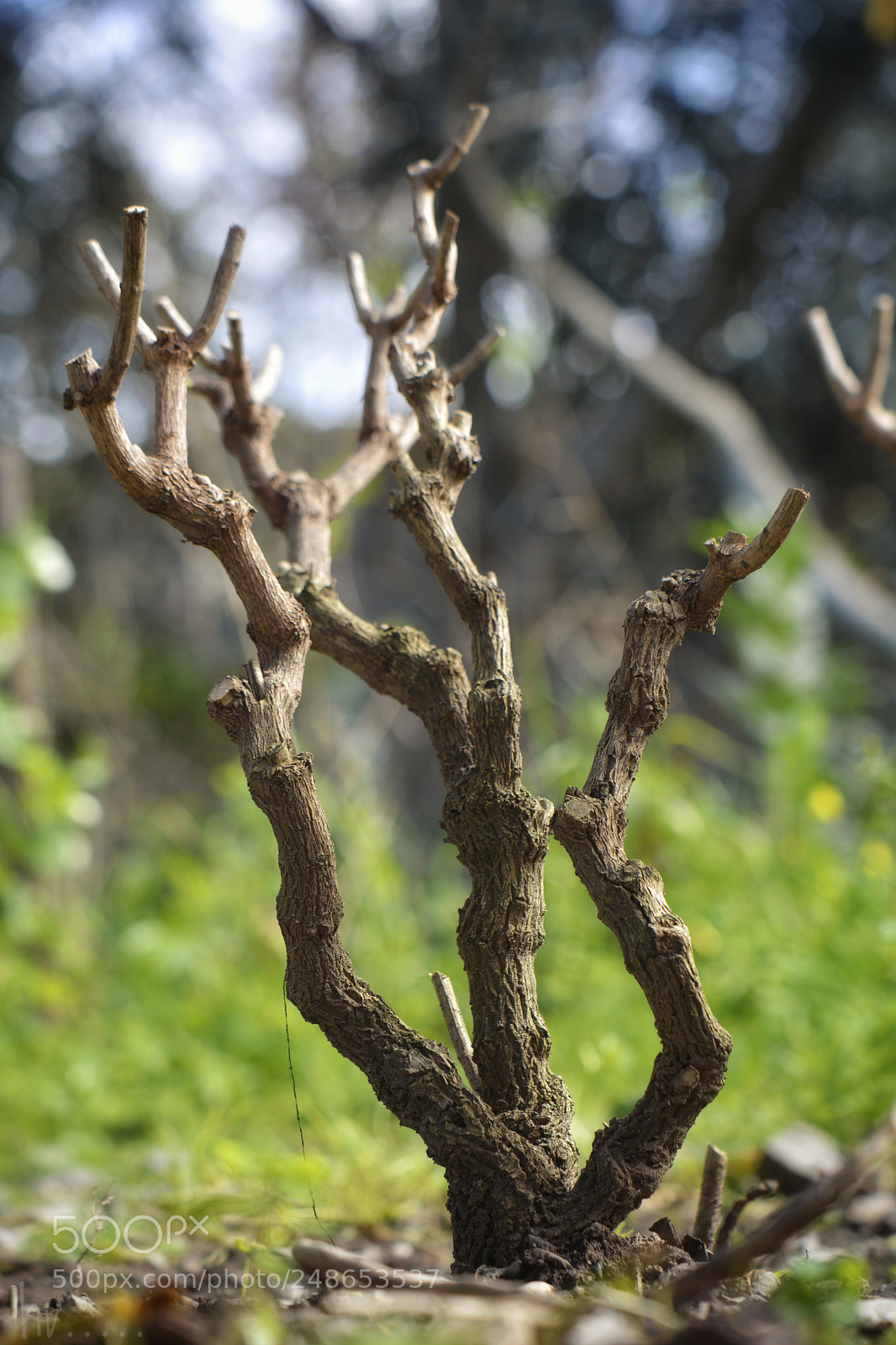 Nikon D7100 sample photo. Regenerate photography