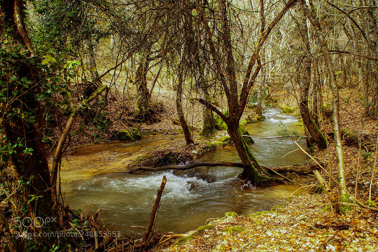 Sony SLT-A58 sample photo. R o sabando anto photography