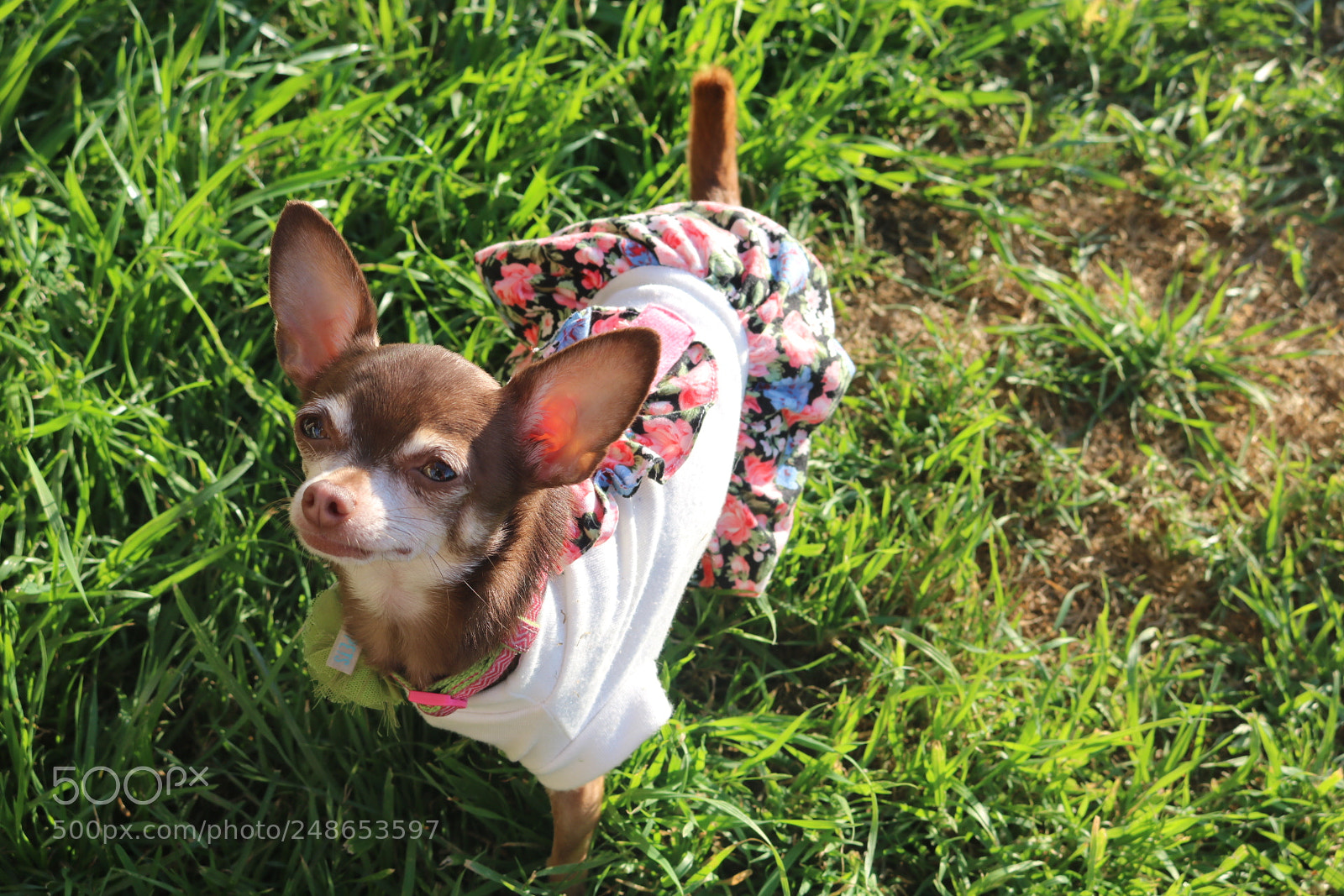 Canon EOS 750D (EOS Rebel T6i / EOS Kiss X8i) sample photo. Cali photography