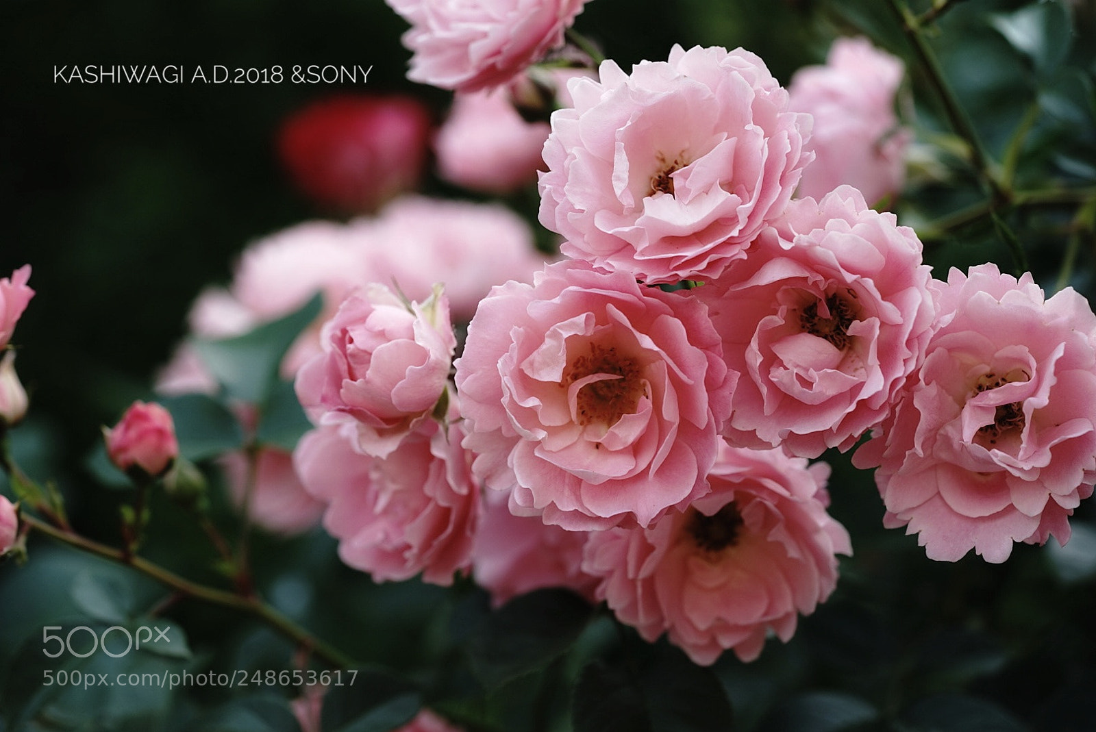 Sony a7 II sample photo. Summer wind / germany 1985 photography