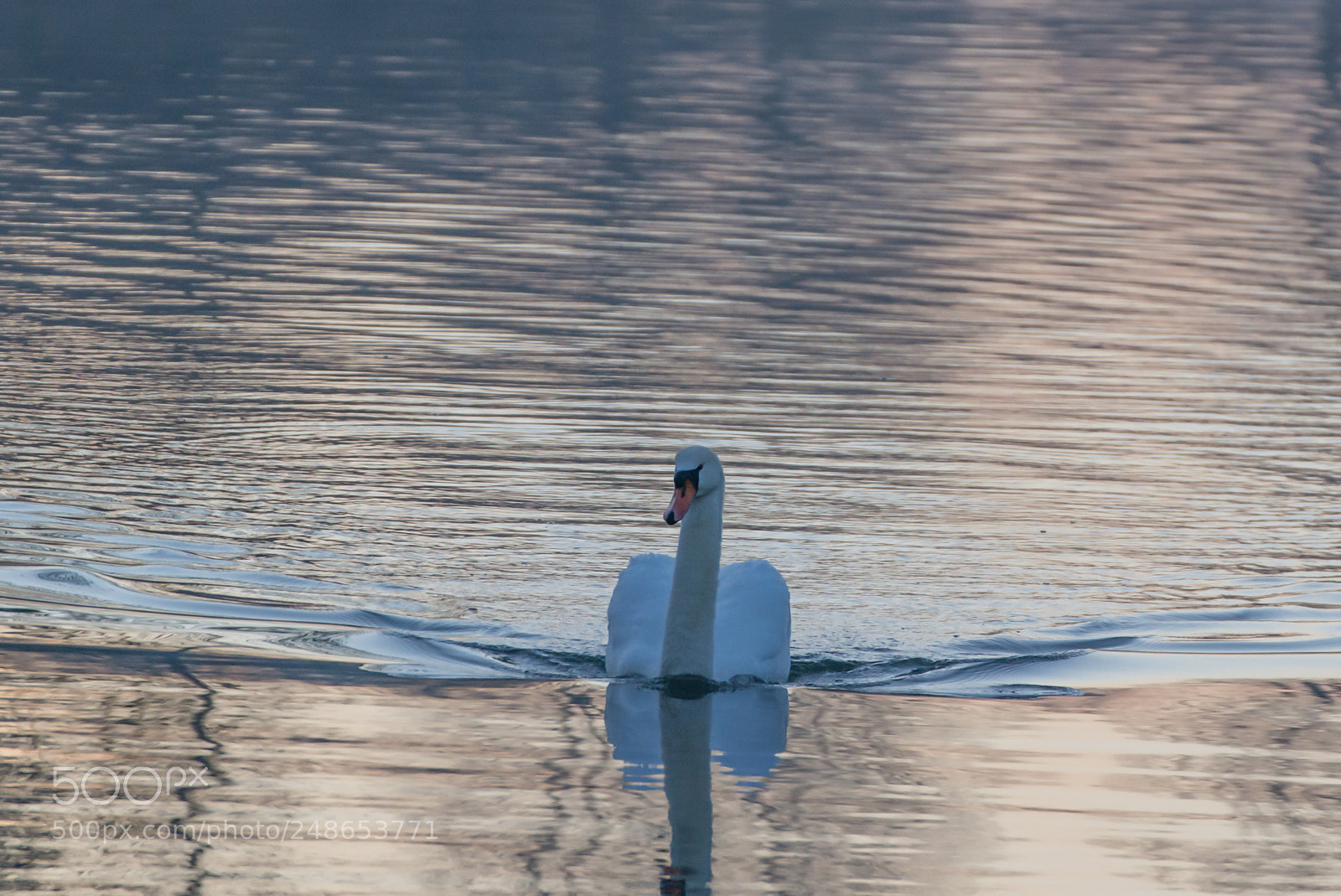 Nikon D3100 sample photo. Balade matinale photography