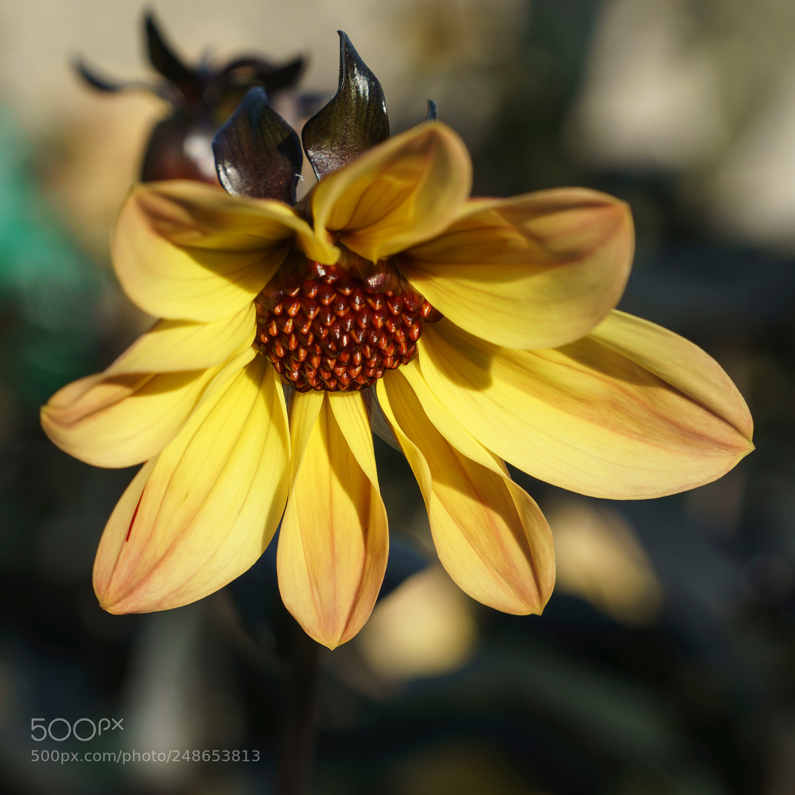 Sony a6000 sample photo. Dahlia photography