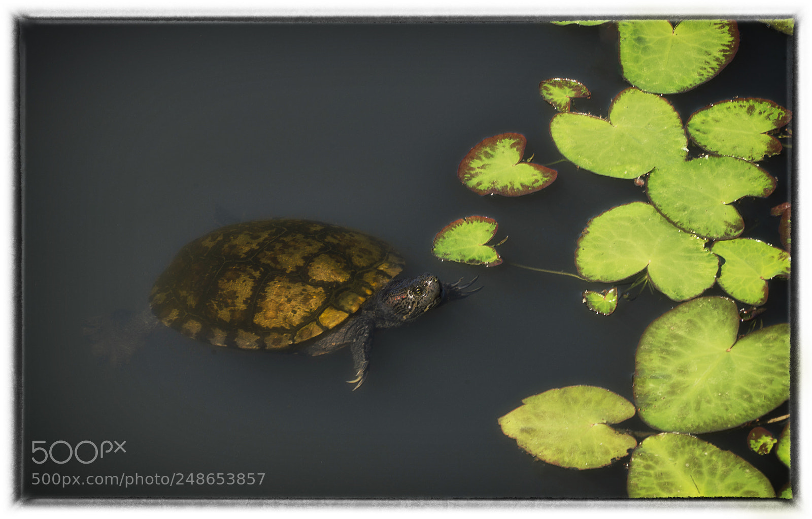 Sony a7R III sample photo. Box turtle photography