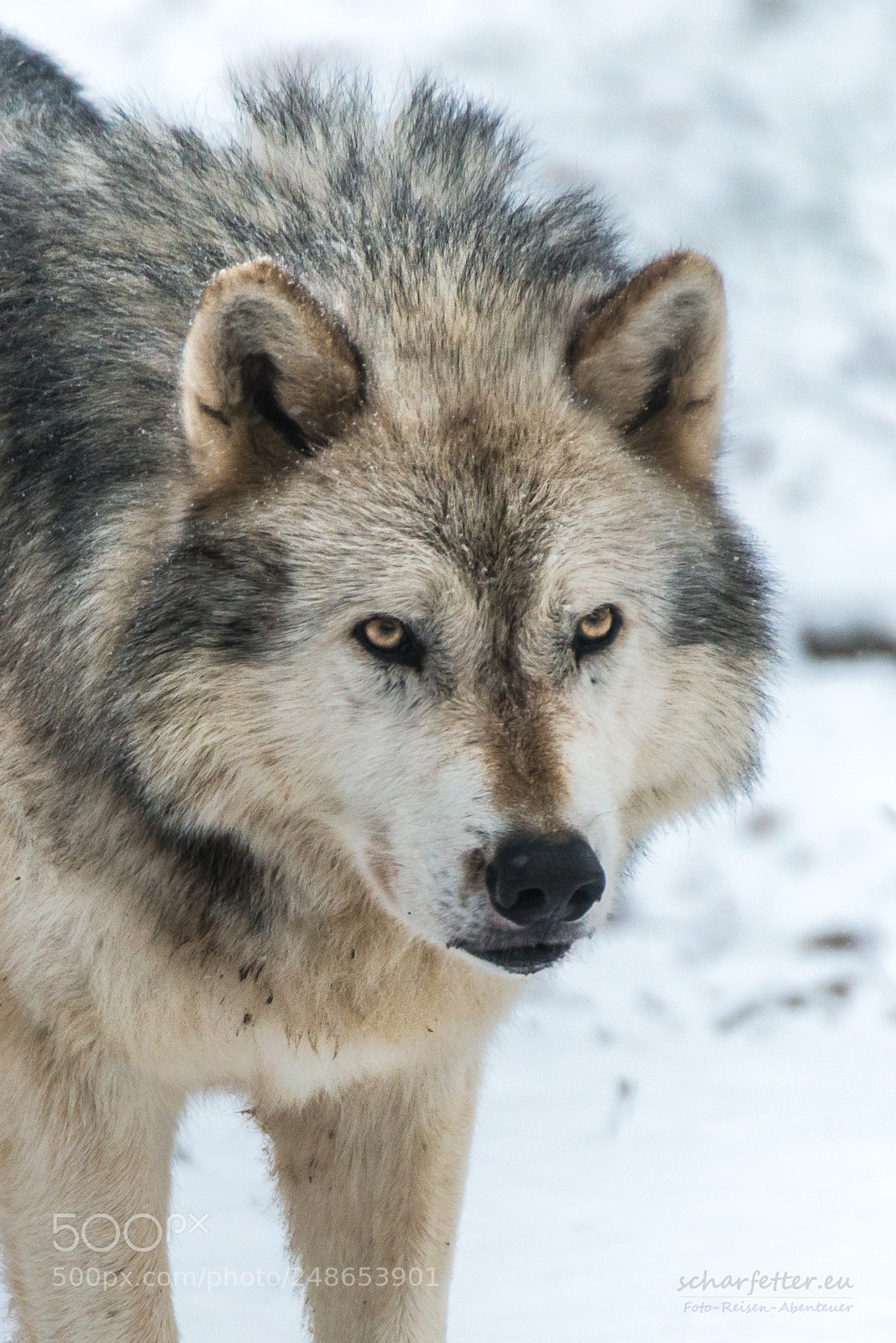 Nikon D800 sample photo. Wolf photography