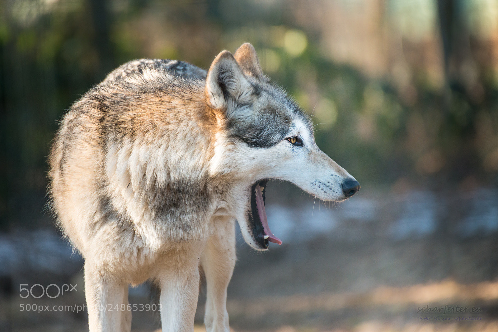 Nikon D800 sample photo. Wolf ii photography