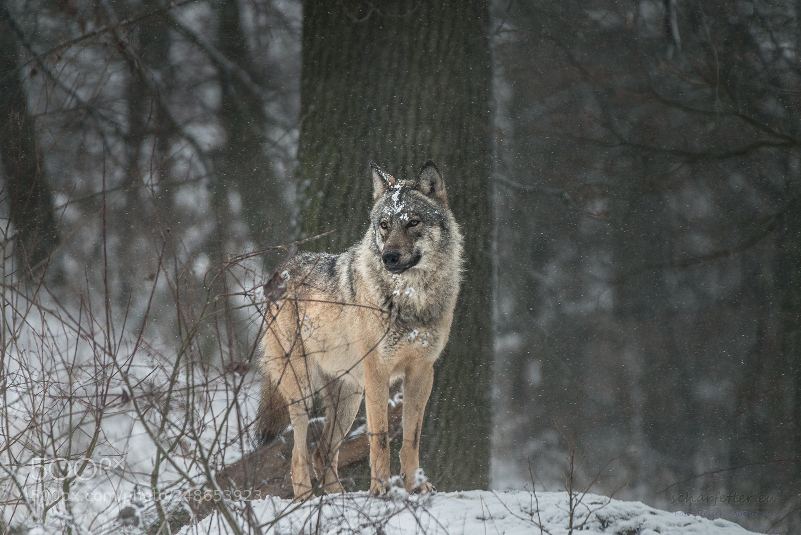 Nikon D800 sample photo. Wolf iii photography