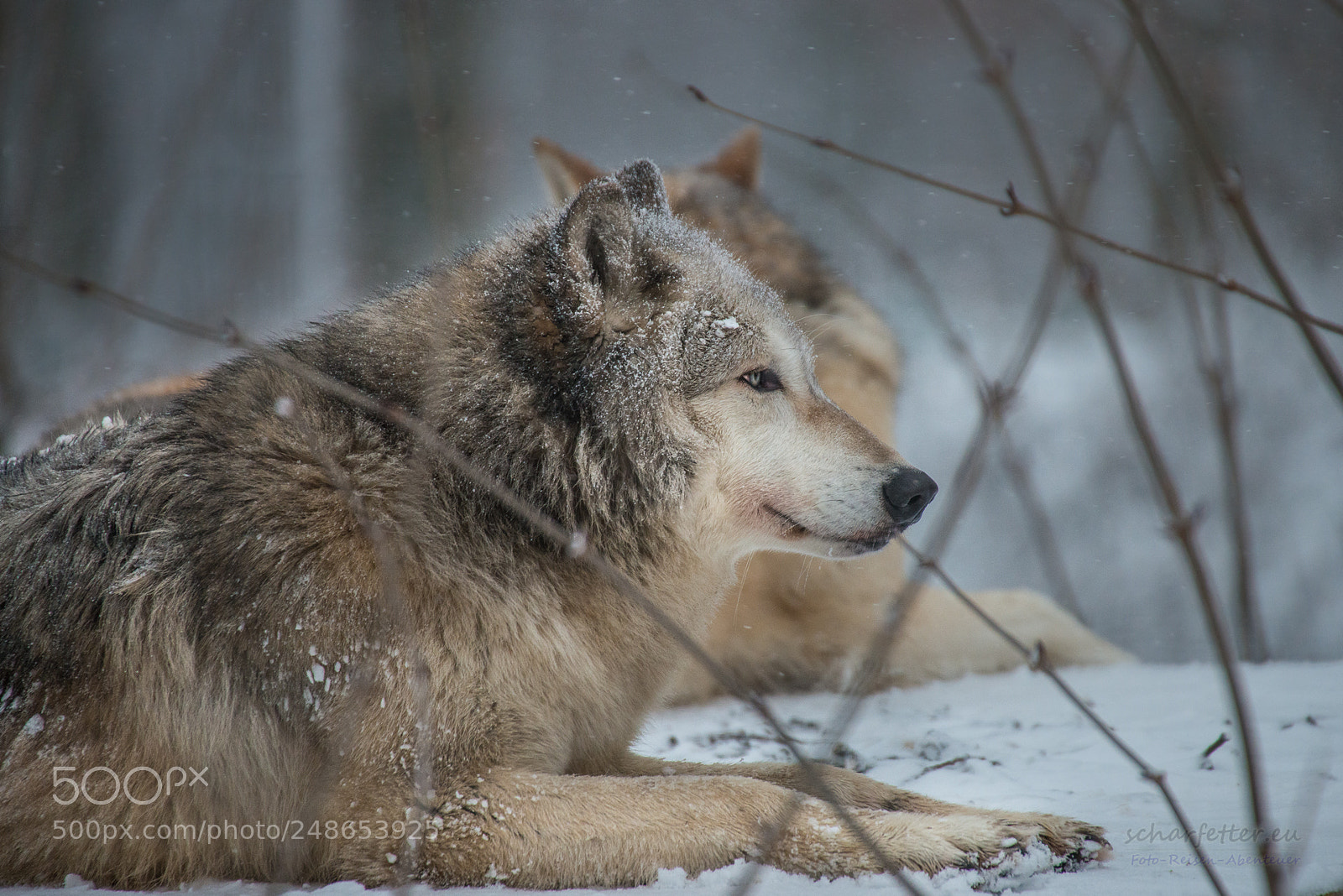 Nikon D800 sample photo. Wolf iv photography
