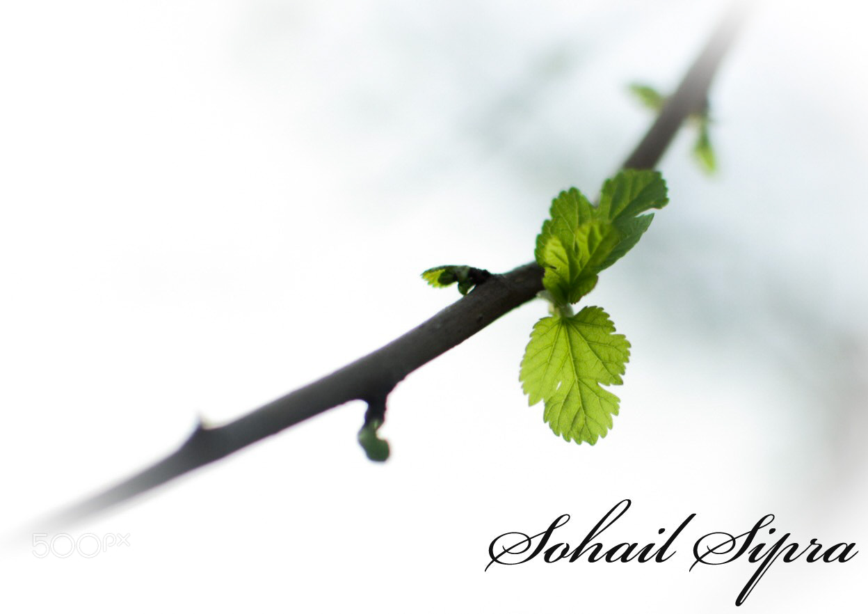 Nikon D5300 sample photo. Spring is here photography