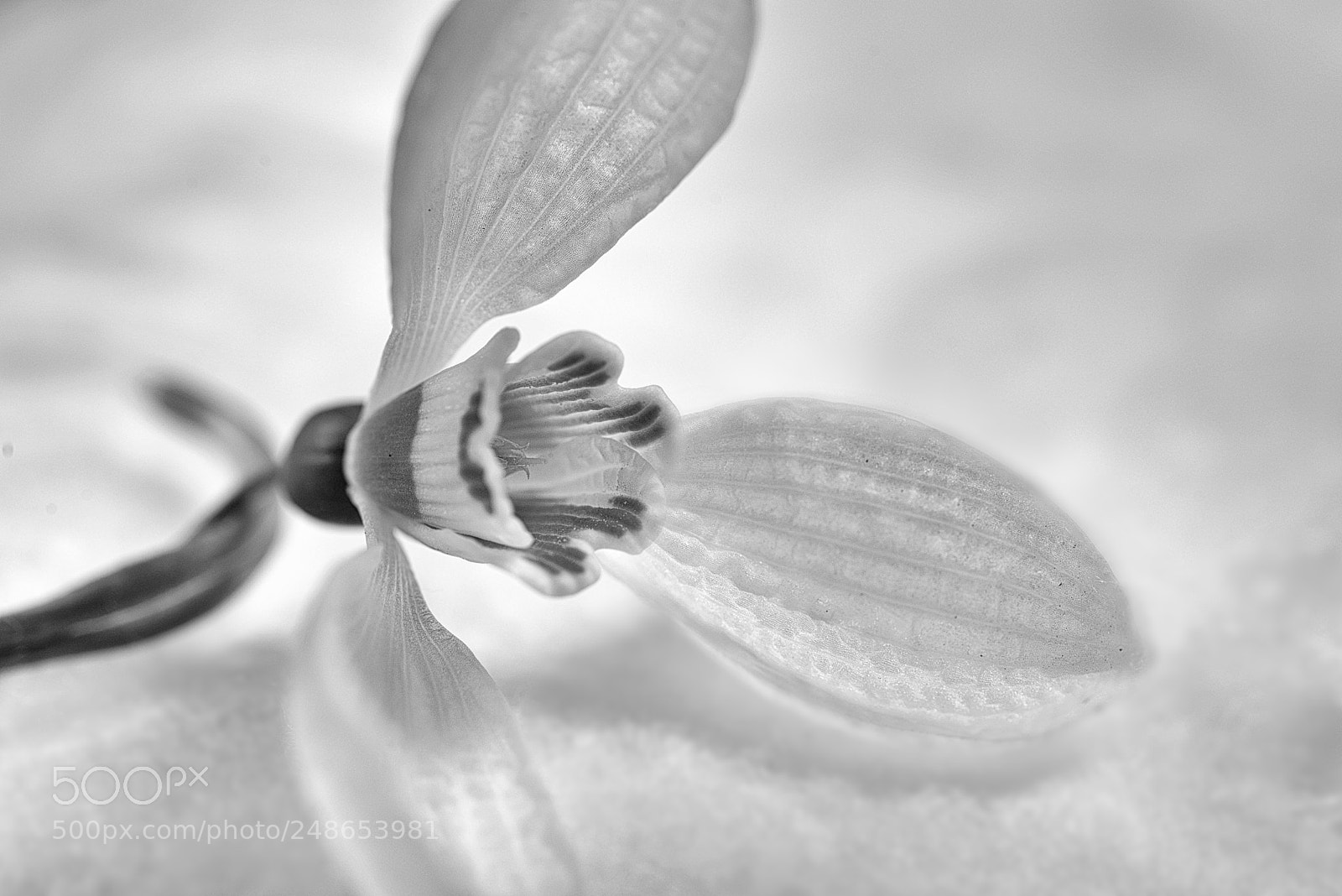 Nikon D610 sample photo. Untitled photography
