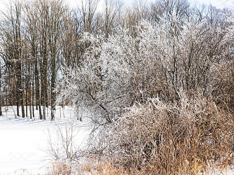 Olympus OM-D E-M1 sample photo. Ice covered photography