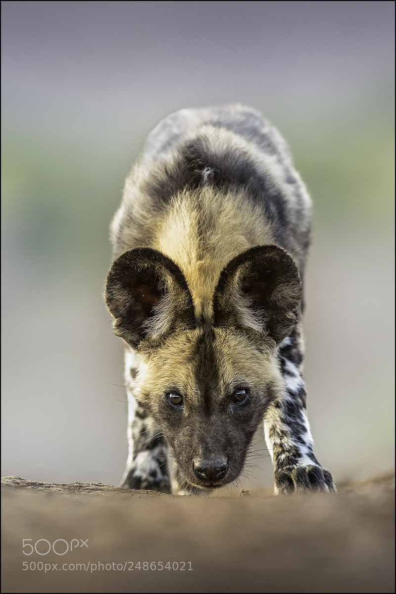 Nikon D5 sample photo. Wilddog photography