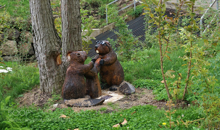 Sony a6000 sample photo. Cool beavers photography