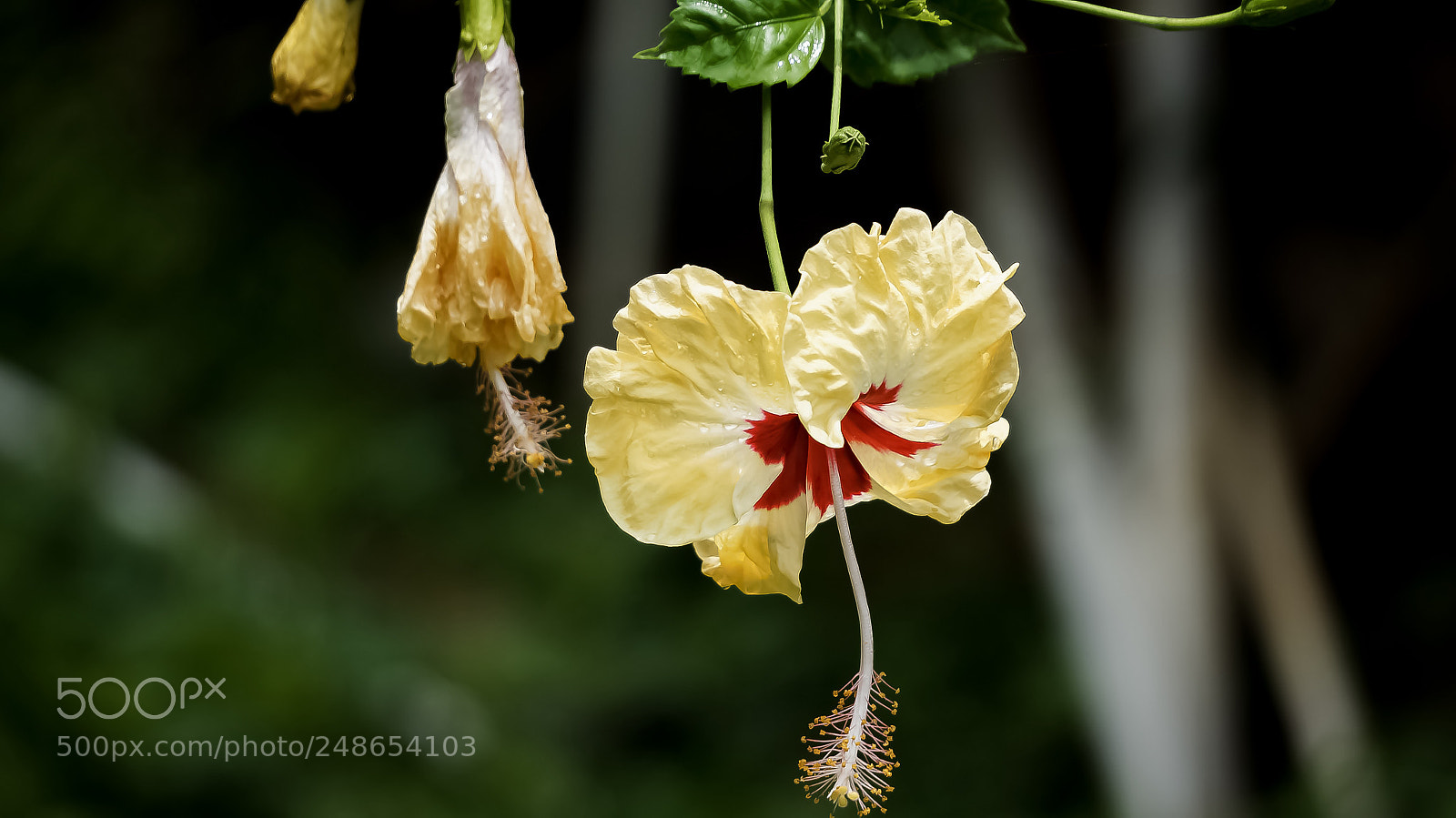Sony Alpha NEX-5N sample photo. Array of generations photography