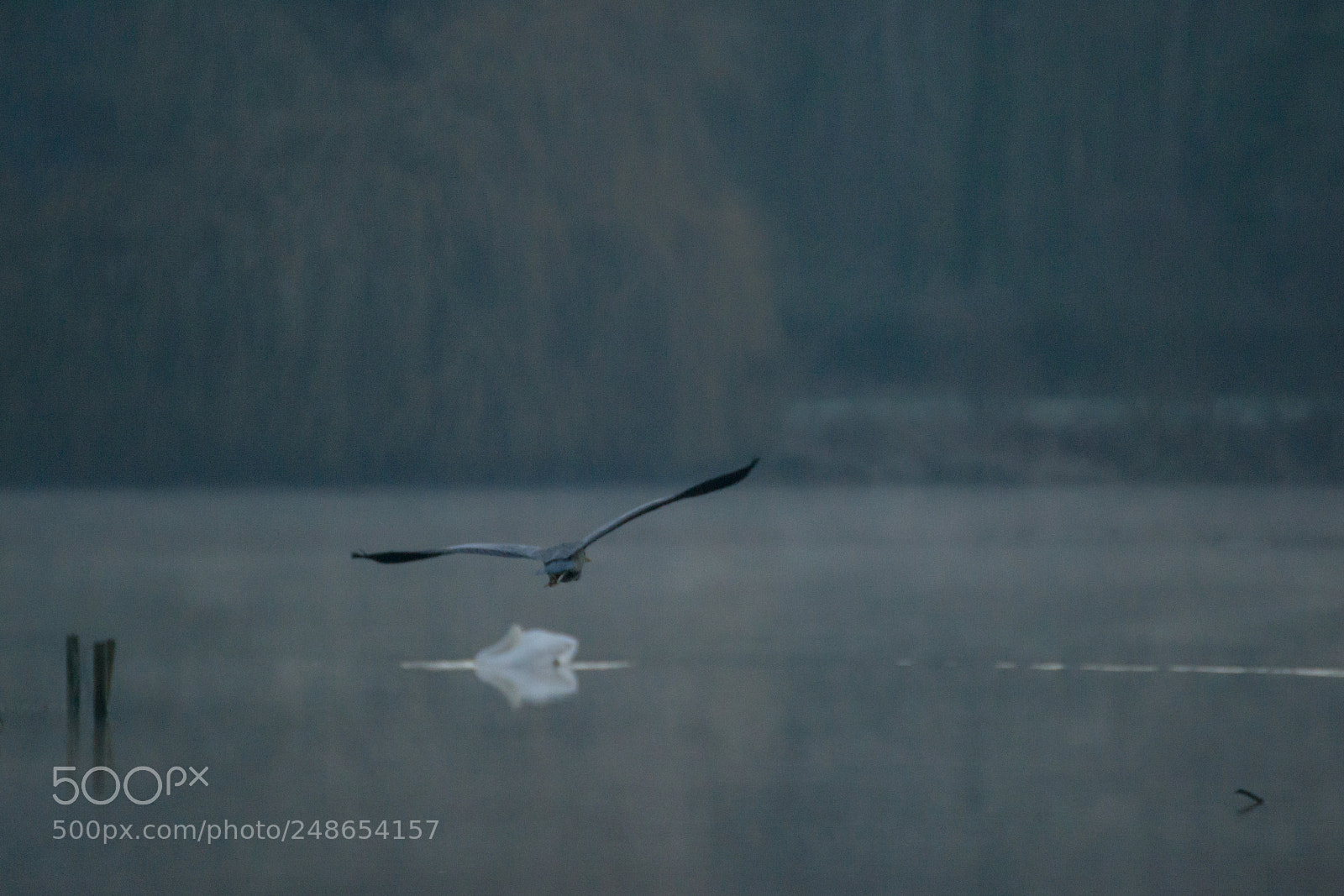 Nikon D3100 sample photo. En plein vol photography