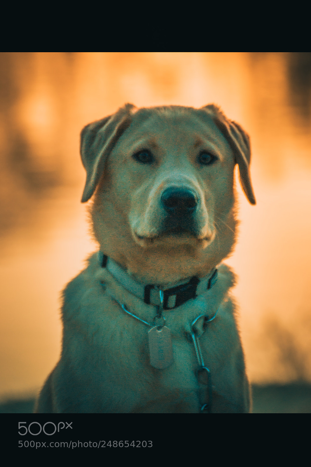 Nikon D3100 sample photo. Caramel photography