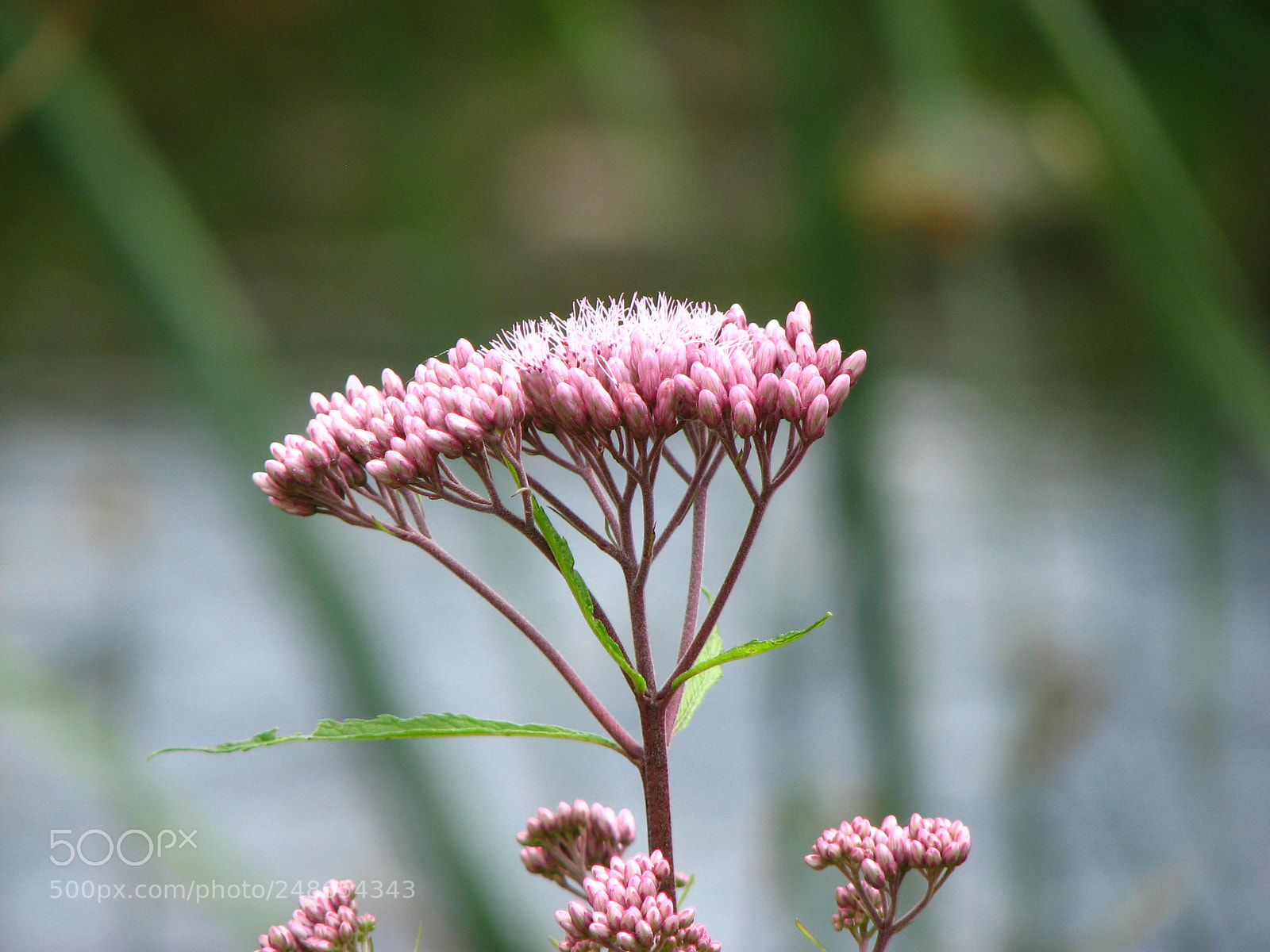 Canon POWERSHOT S3 IS sample photo. (river bank flower) photography