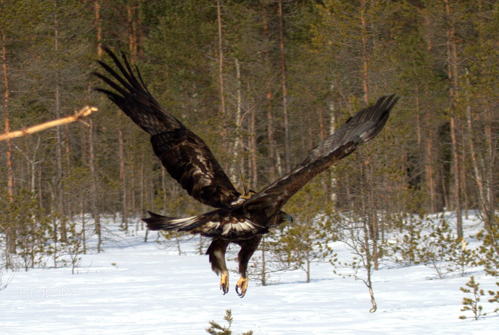 Canon EF 100-400mm F4.5-5.6L IS USM sample photo. Yesterday afternoon and big eagle. photography