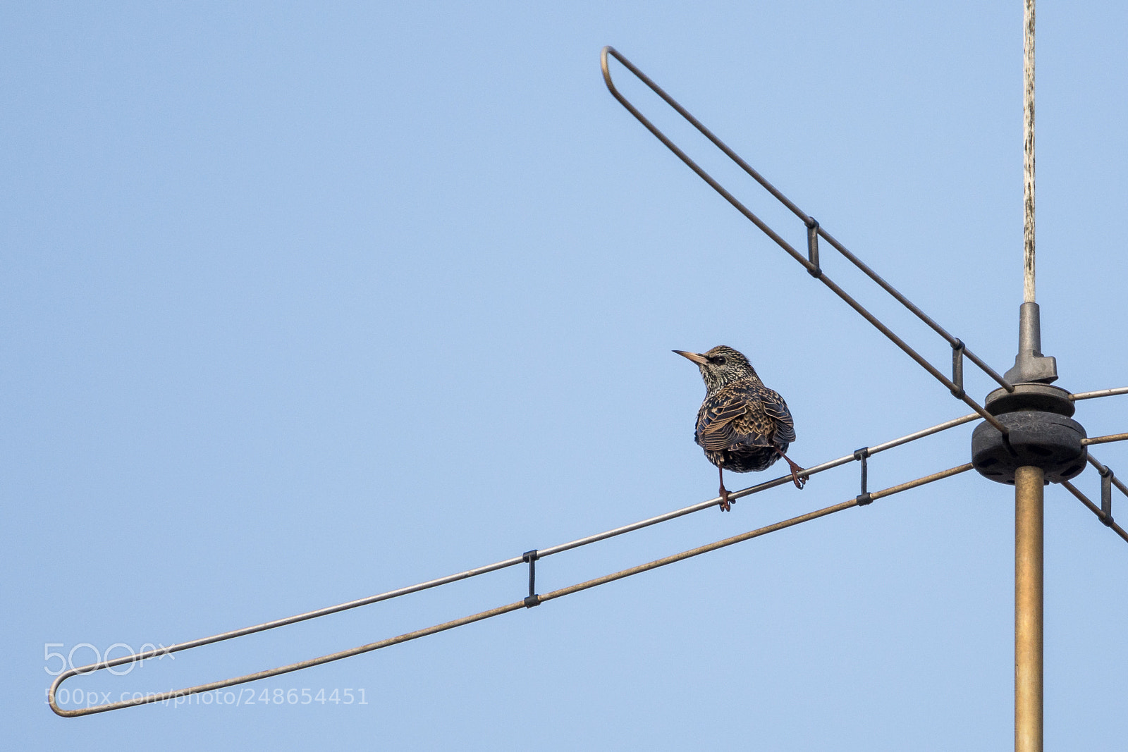 Nikon D7200 sample photo. Tv-star photography