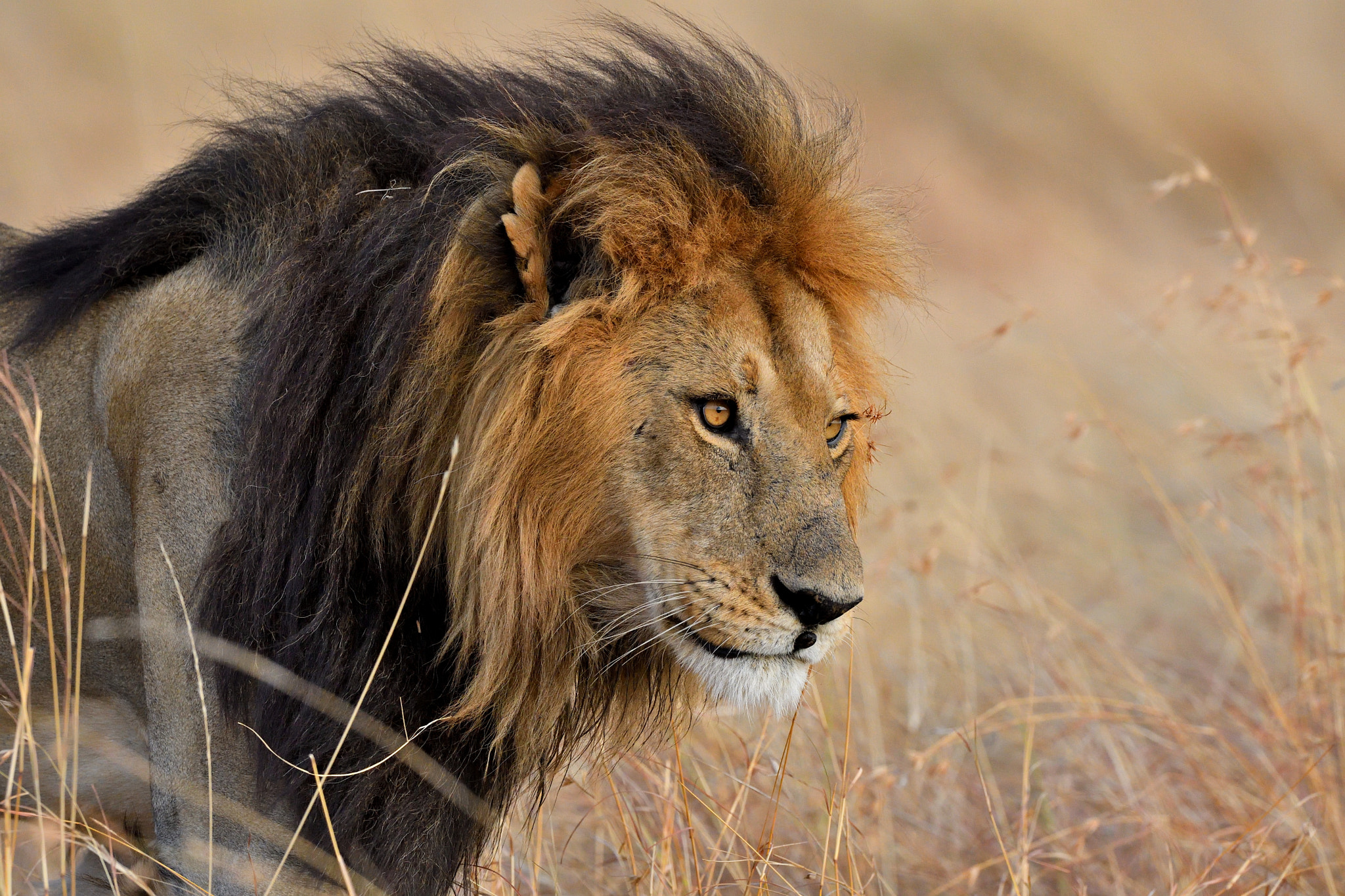 Nikon D500 + Nikon AF-S Nikkor 500mm F4G ED VR sample photo. The king photography