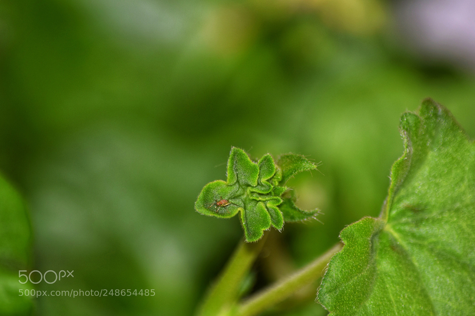 Nikon D5300 sample photo. Habitante diminuto en un photography