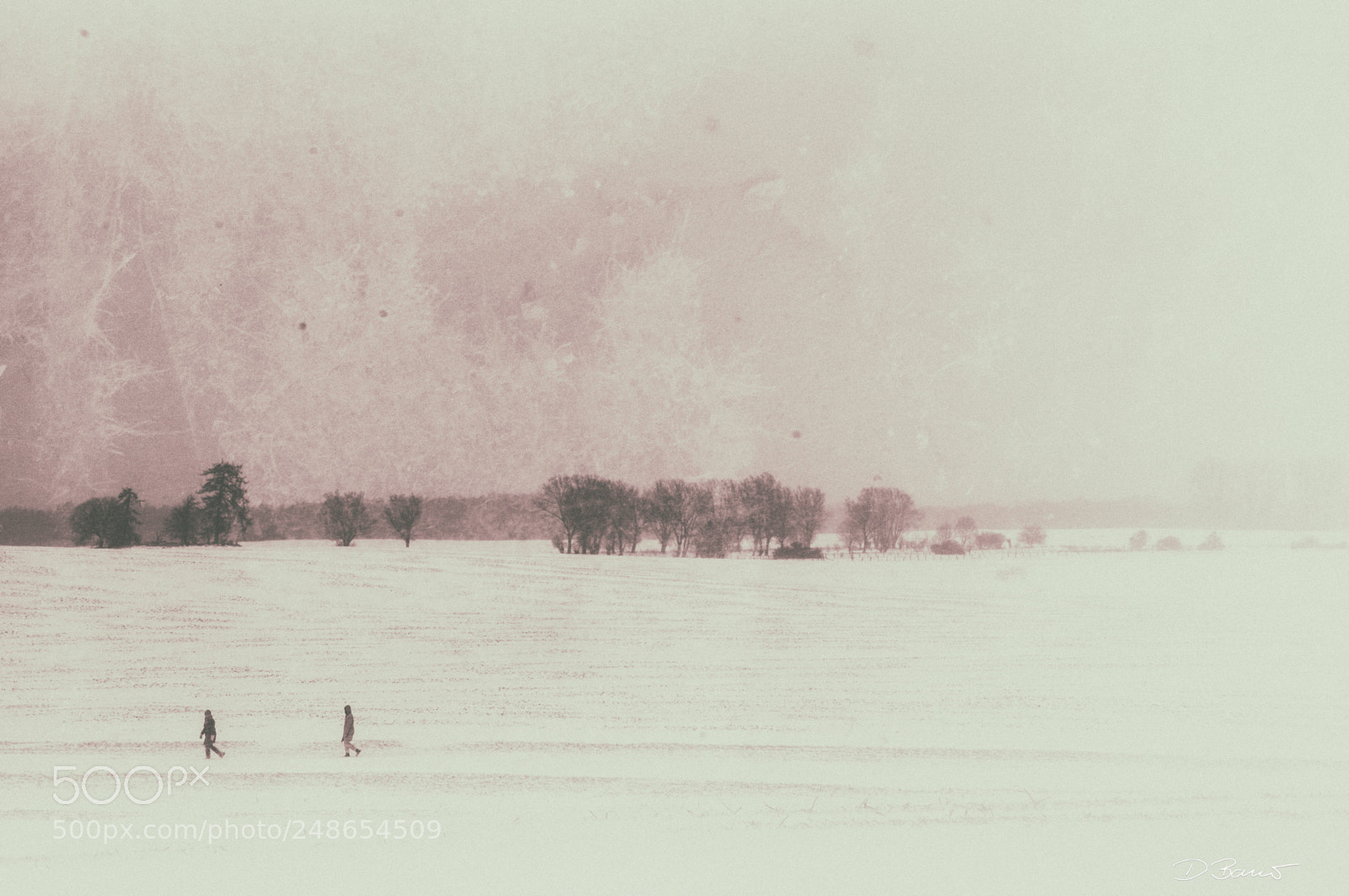 Nikon D300S sample photo. Winter kills photography