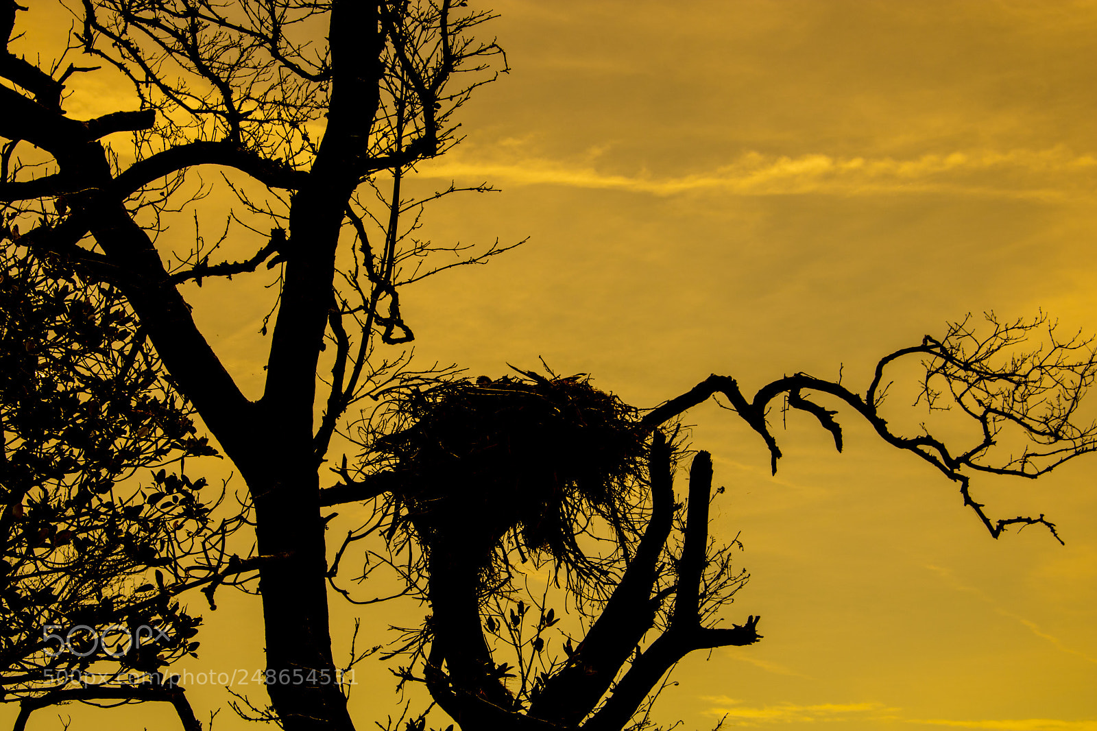 Canon EOS 750D (EOS Rebel T6i / EOS Kiss X8i) sample photo. Bird photography