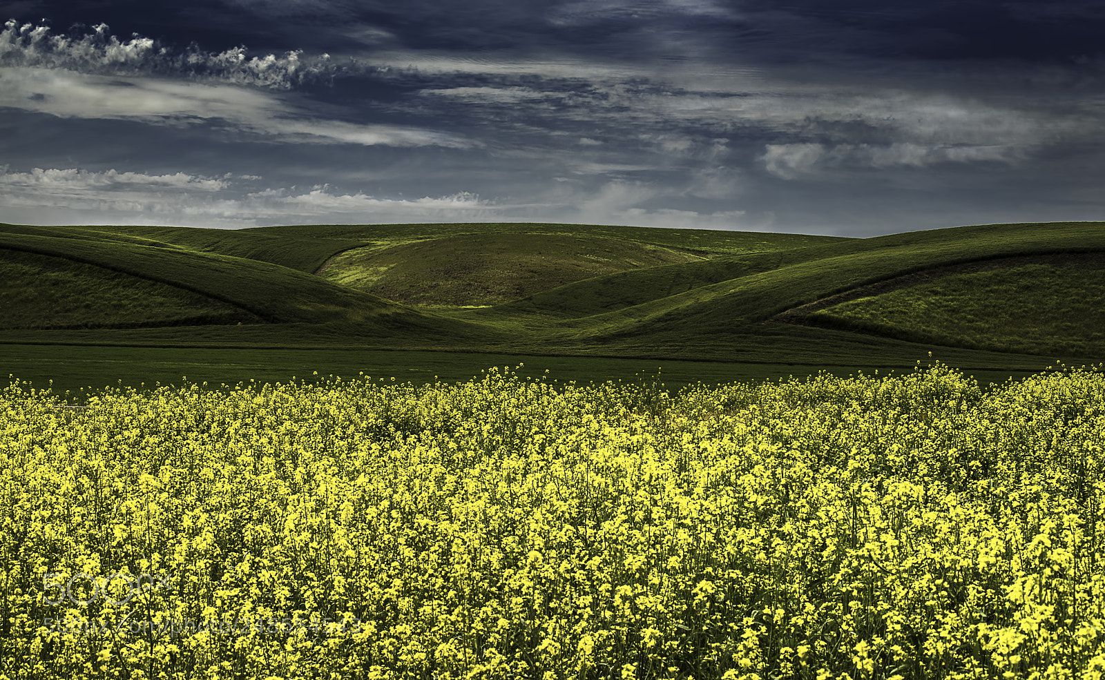 Sony a7R sample photo. Canola photography