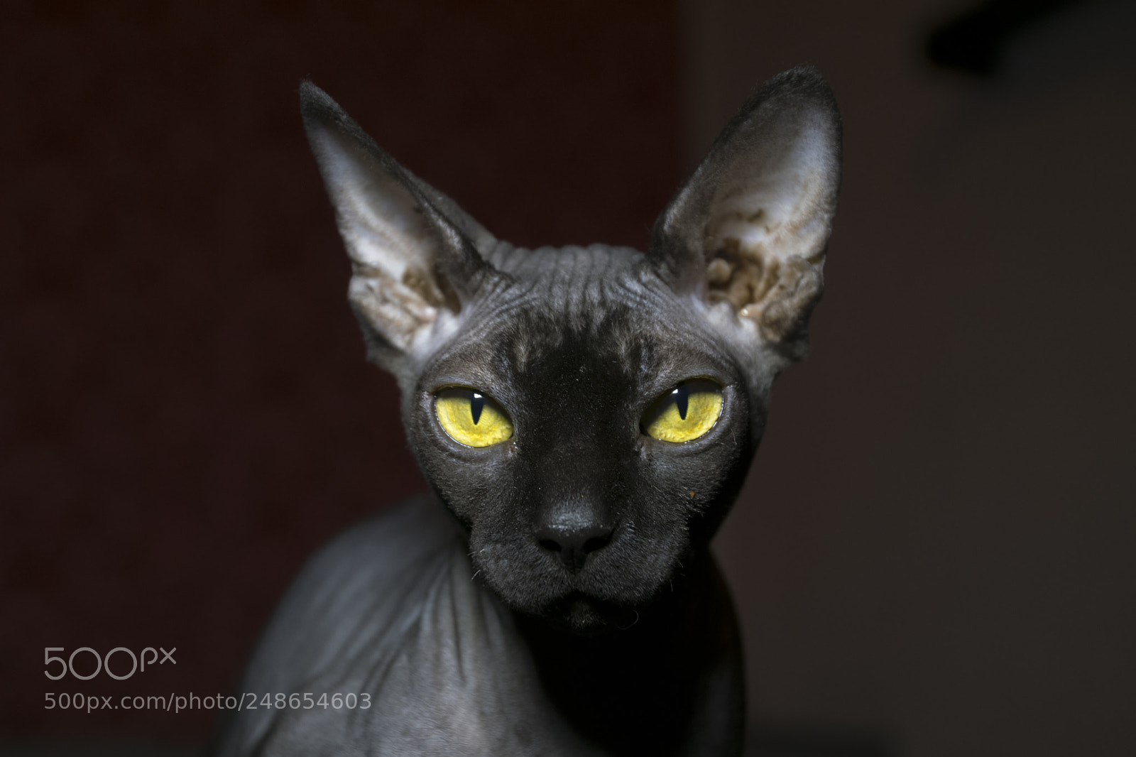 Sony ILCA-77M2 sample photo. Sphinx photography