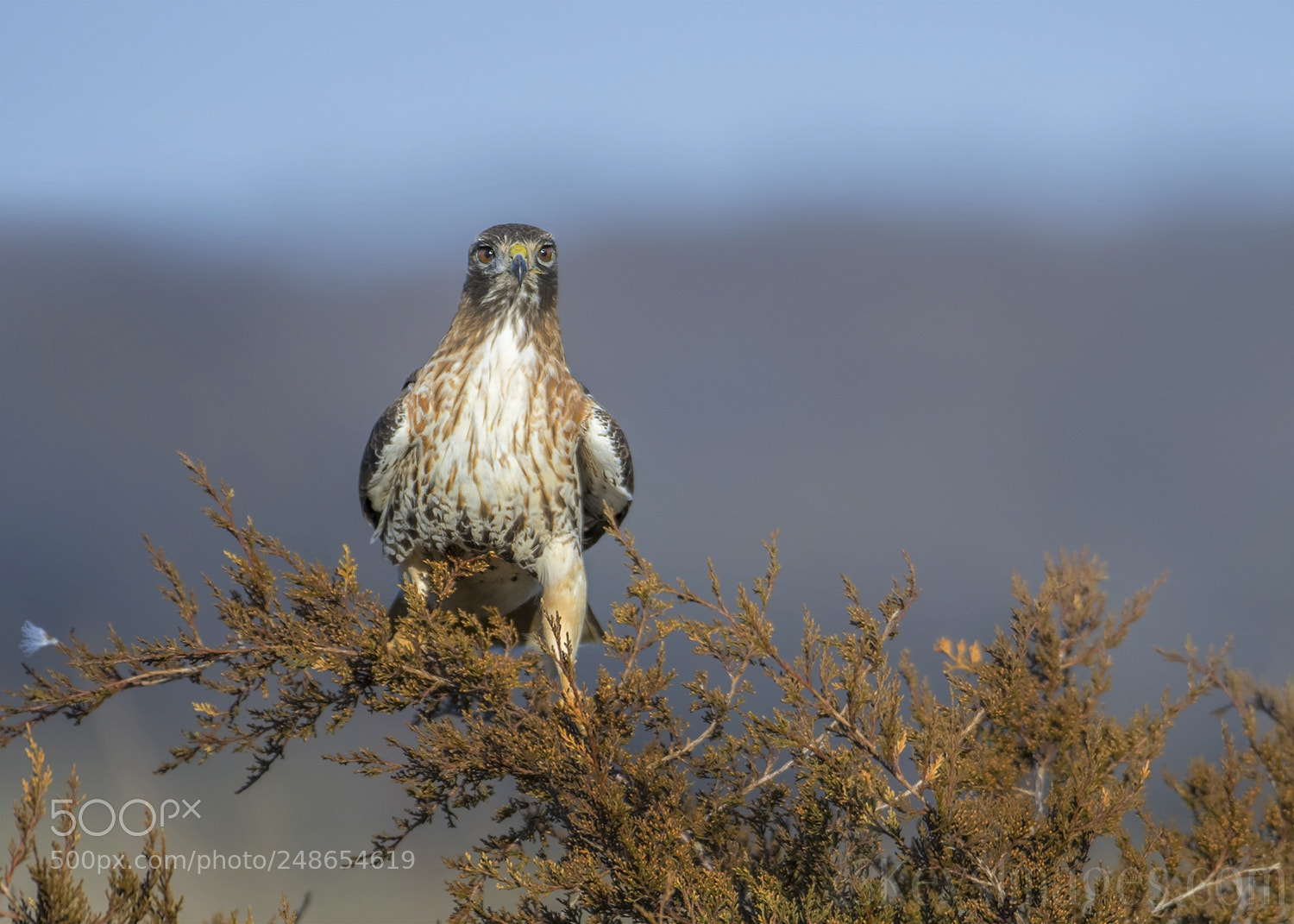 Nikon D500 sample photo. Cool ass hawk photography